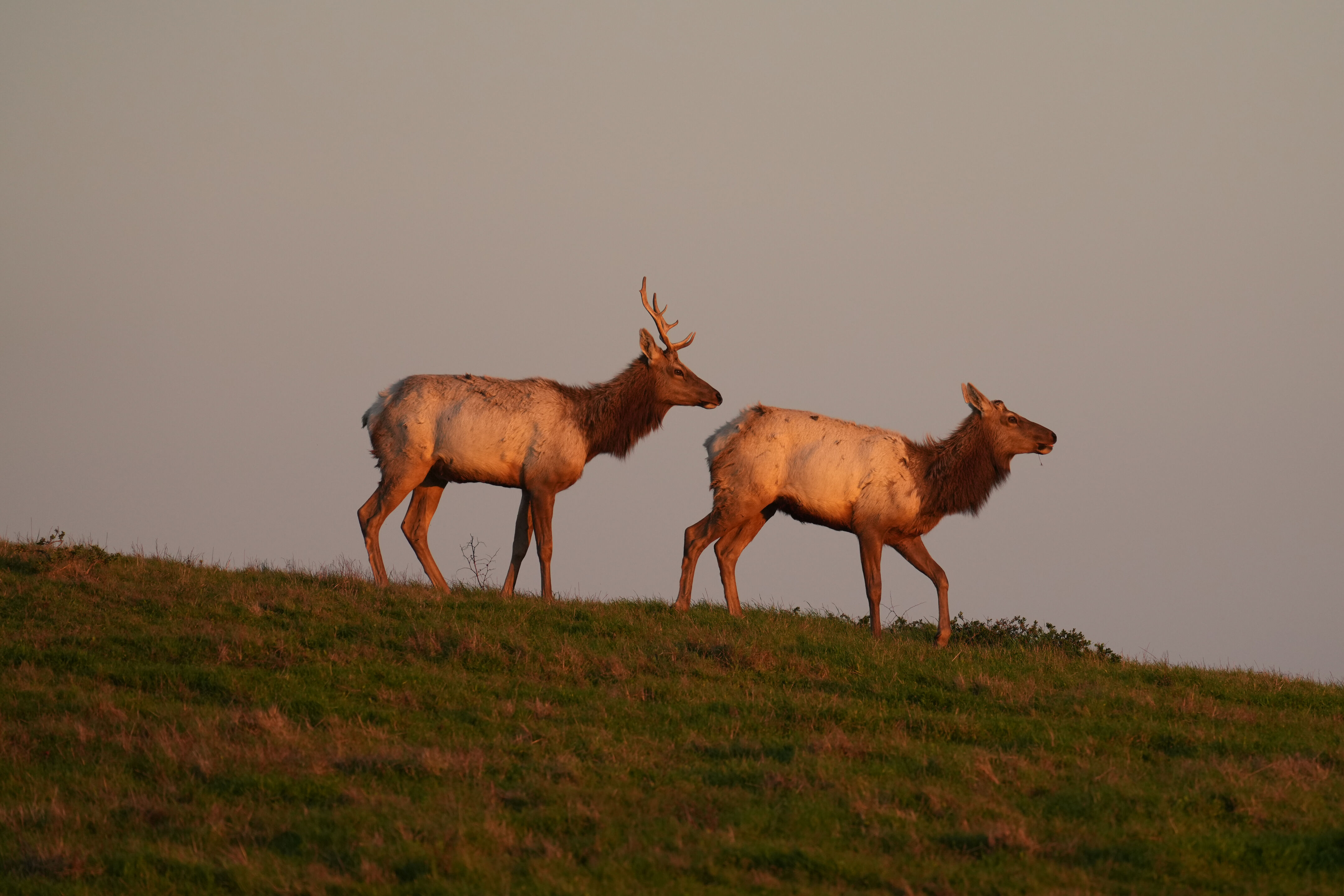 Point Reyes National Seashore - Historic Ranches