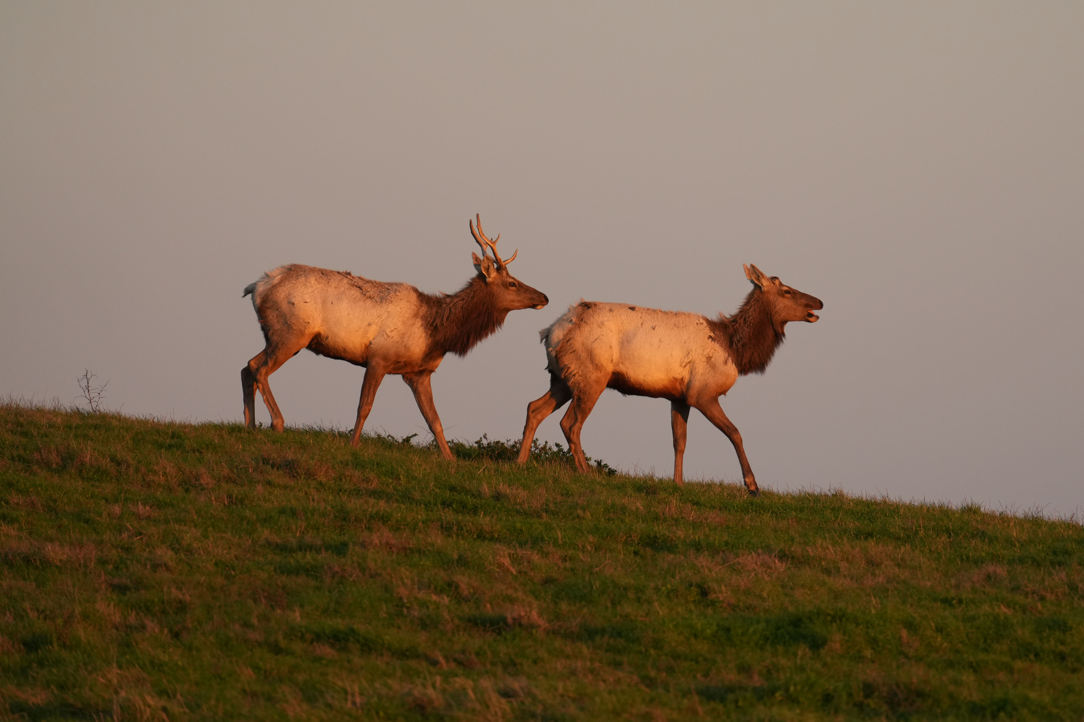 Point Reyes National Seashore - Historic Ranches
