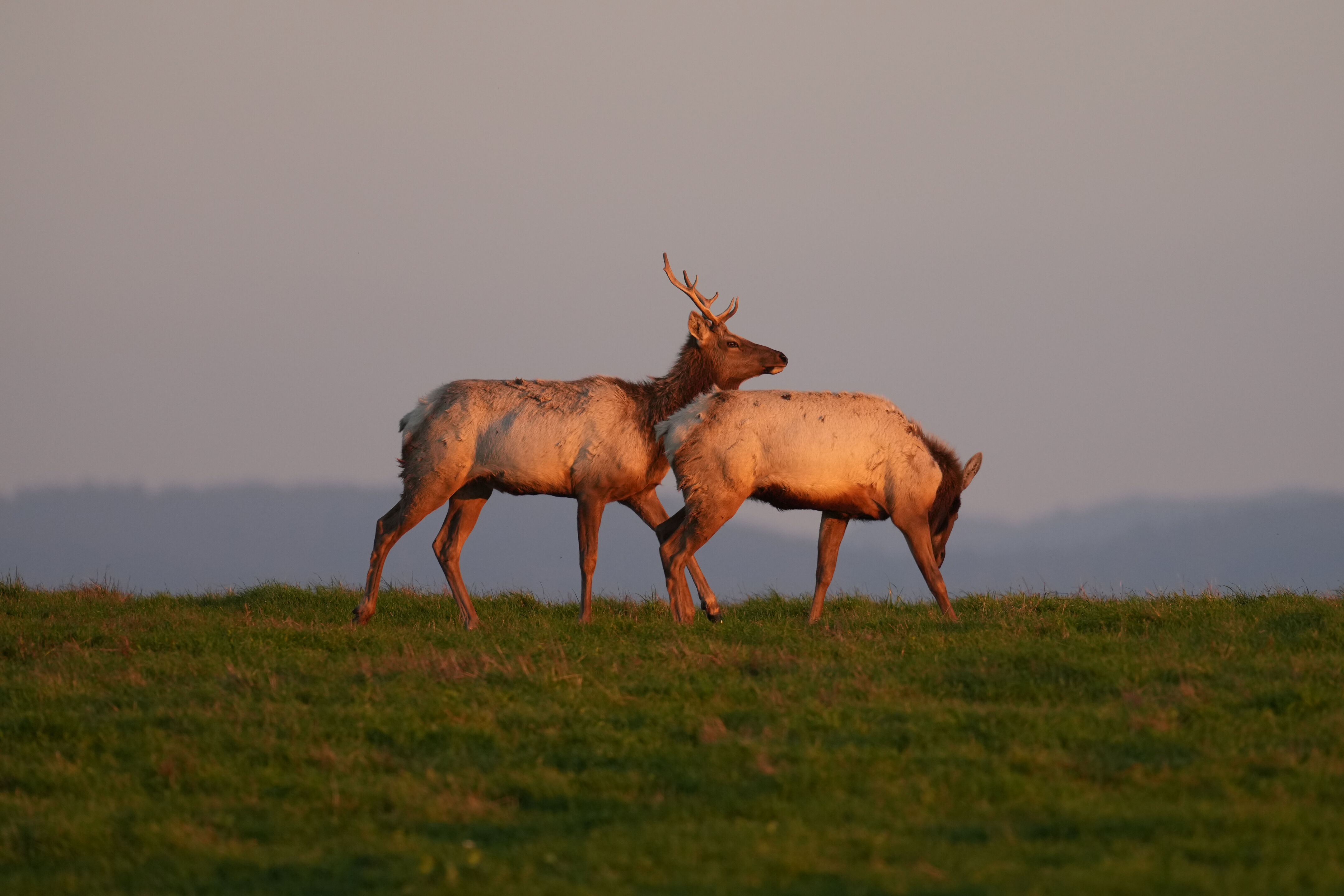 Point Reyes National Seashore - Historic Ranches