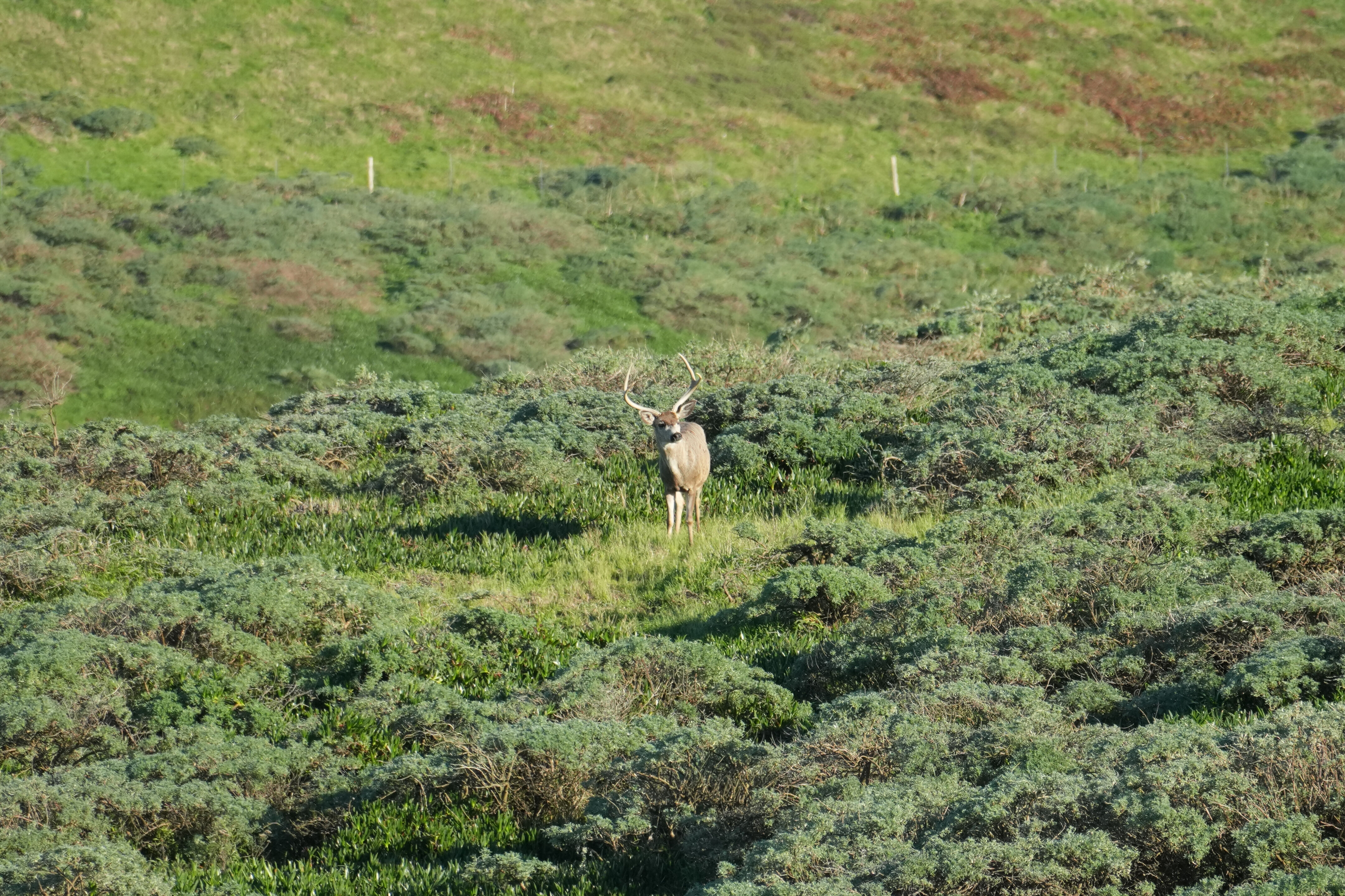 Point Reyes National Seashore - Point Reyes Lighthouse