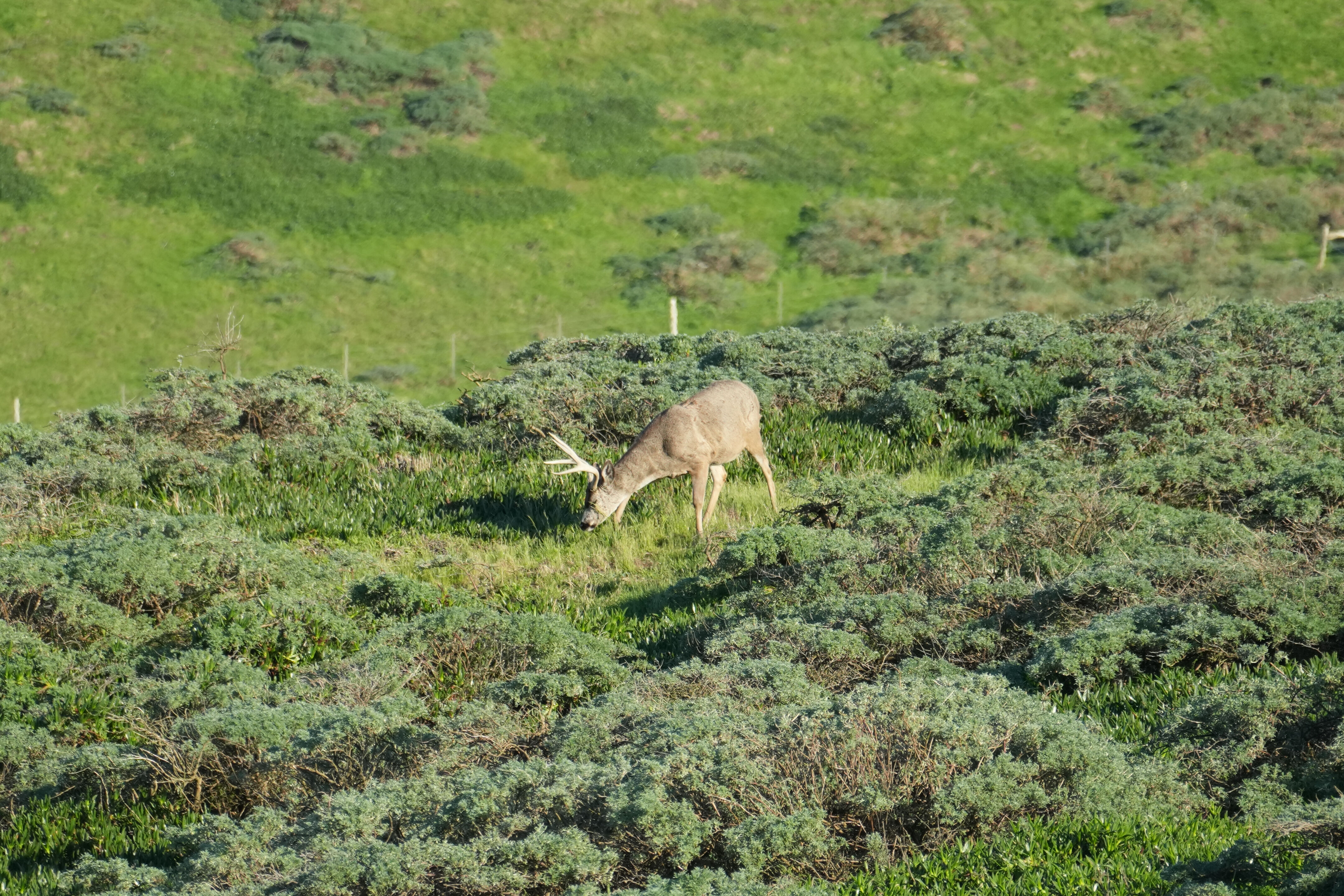 Point Reyes National Seashore - Point Reyes Lighthouse