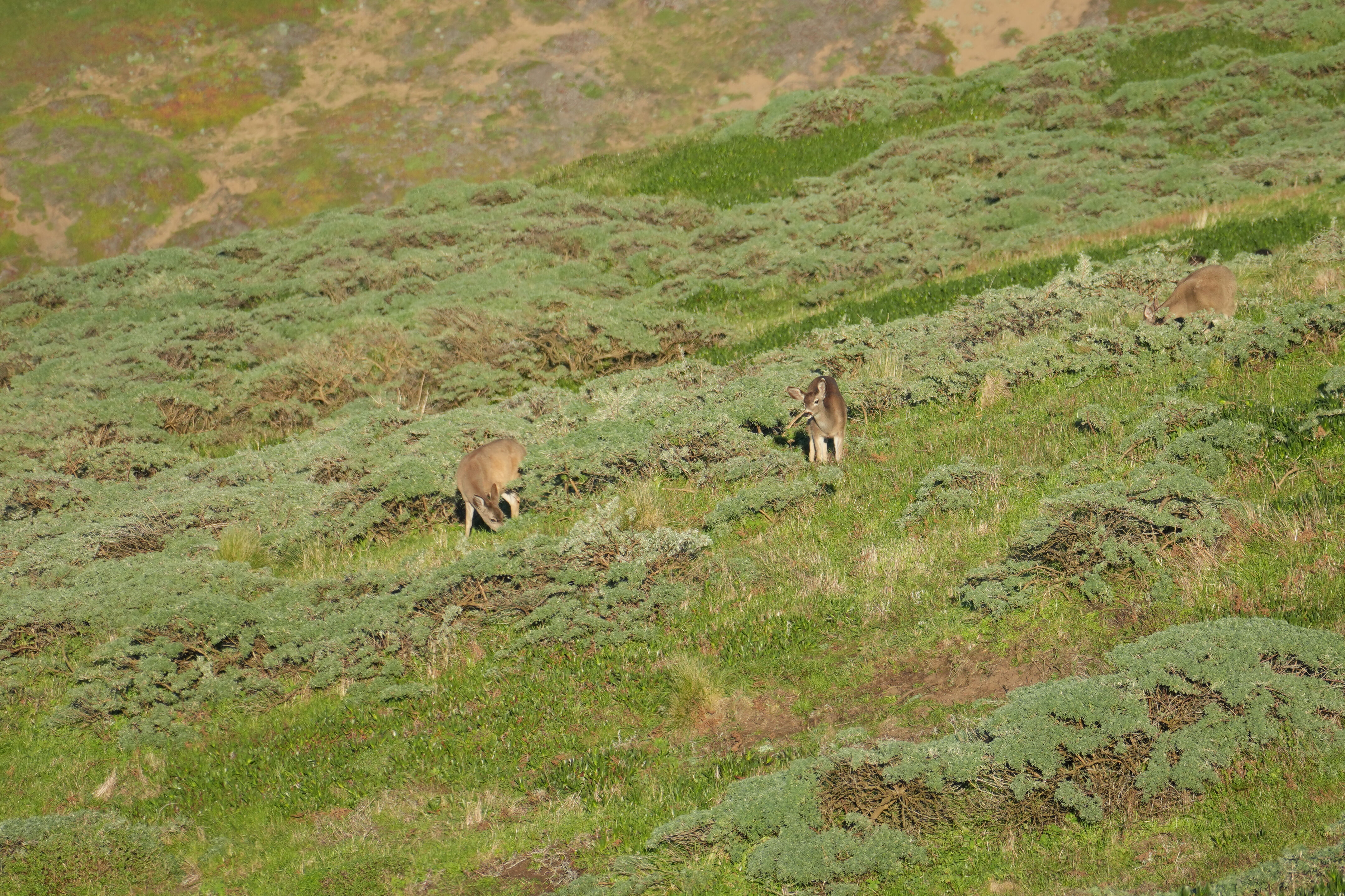 Point Reyes National Seashore - Point Reyes Lighthouse