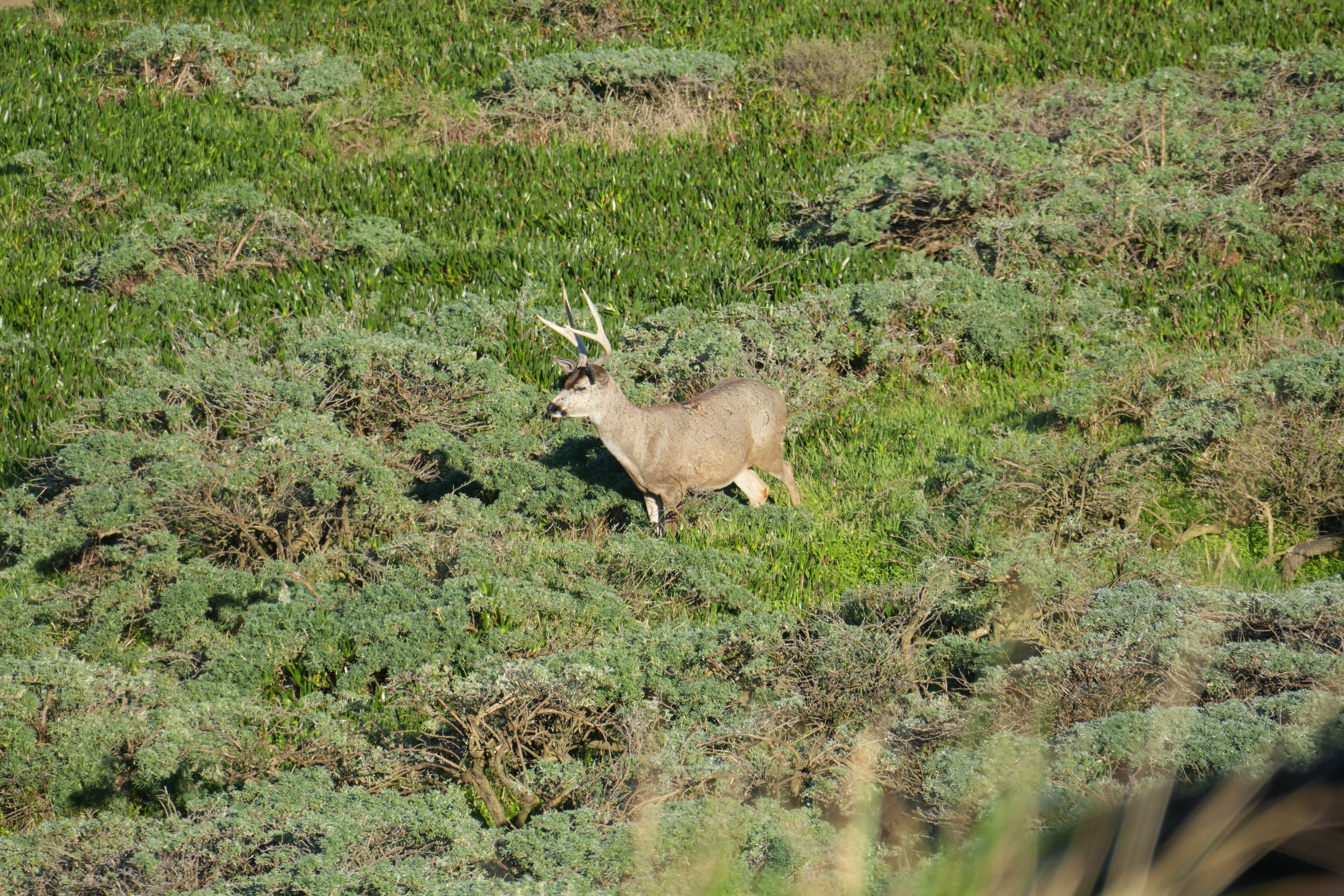 Point Reyes National Seashore - Point Reyes Lighthouse