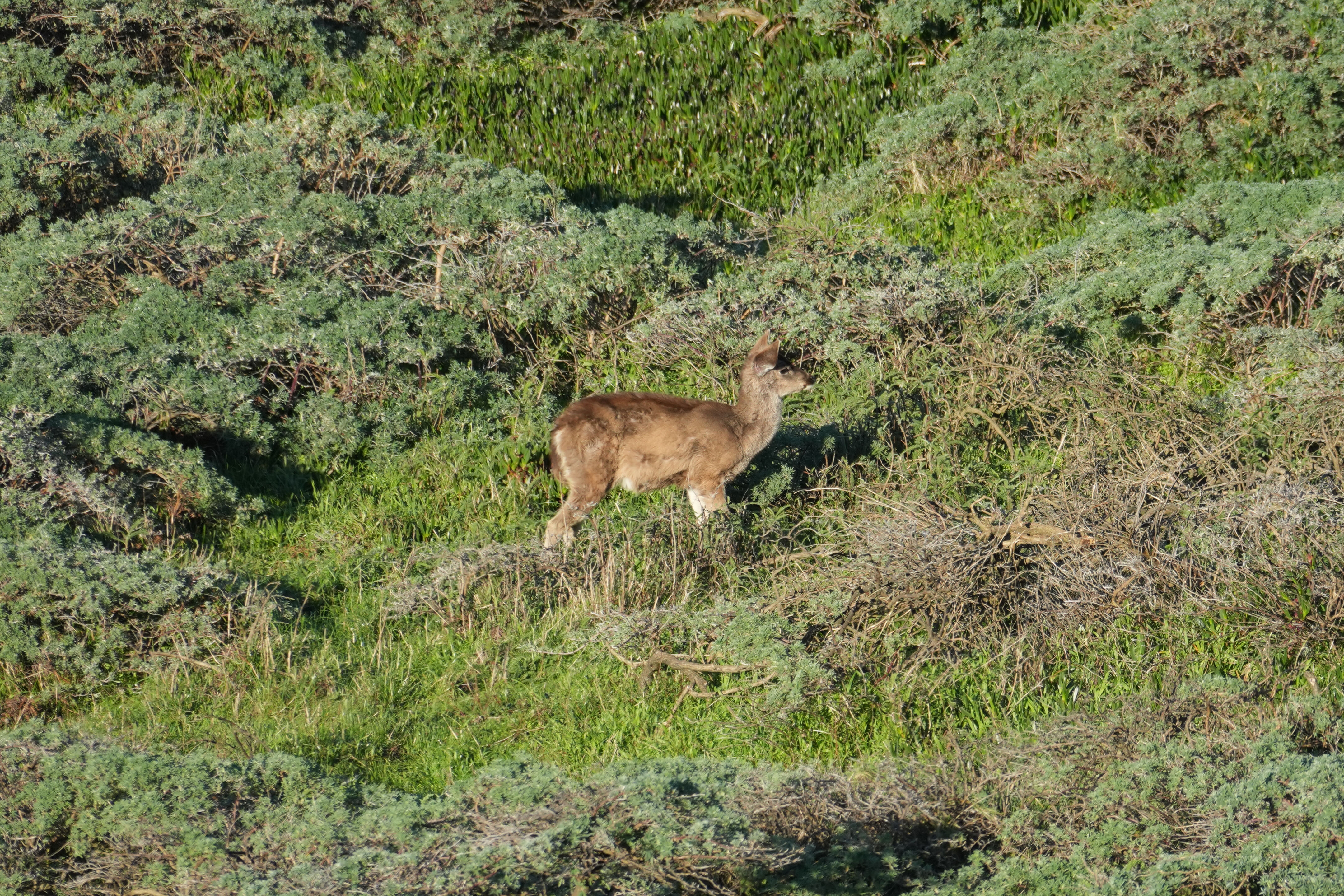 Point Reyes National Seashore - Point Reyes Lighthouse