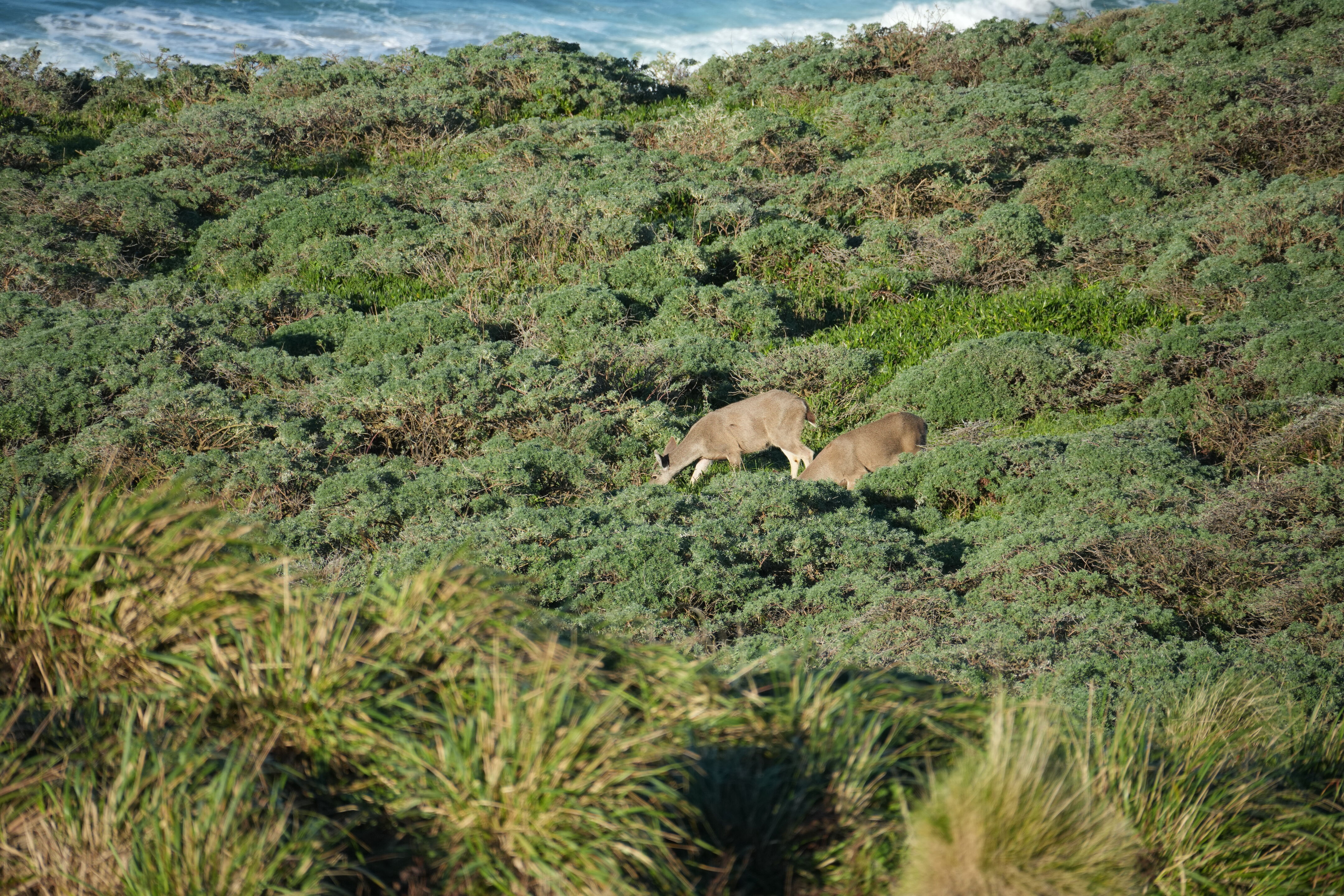 Point Reyes National Seashore - Point Reyes Lighthouse