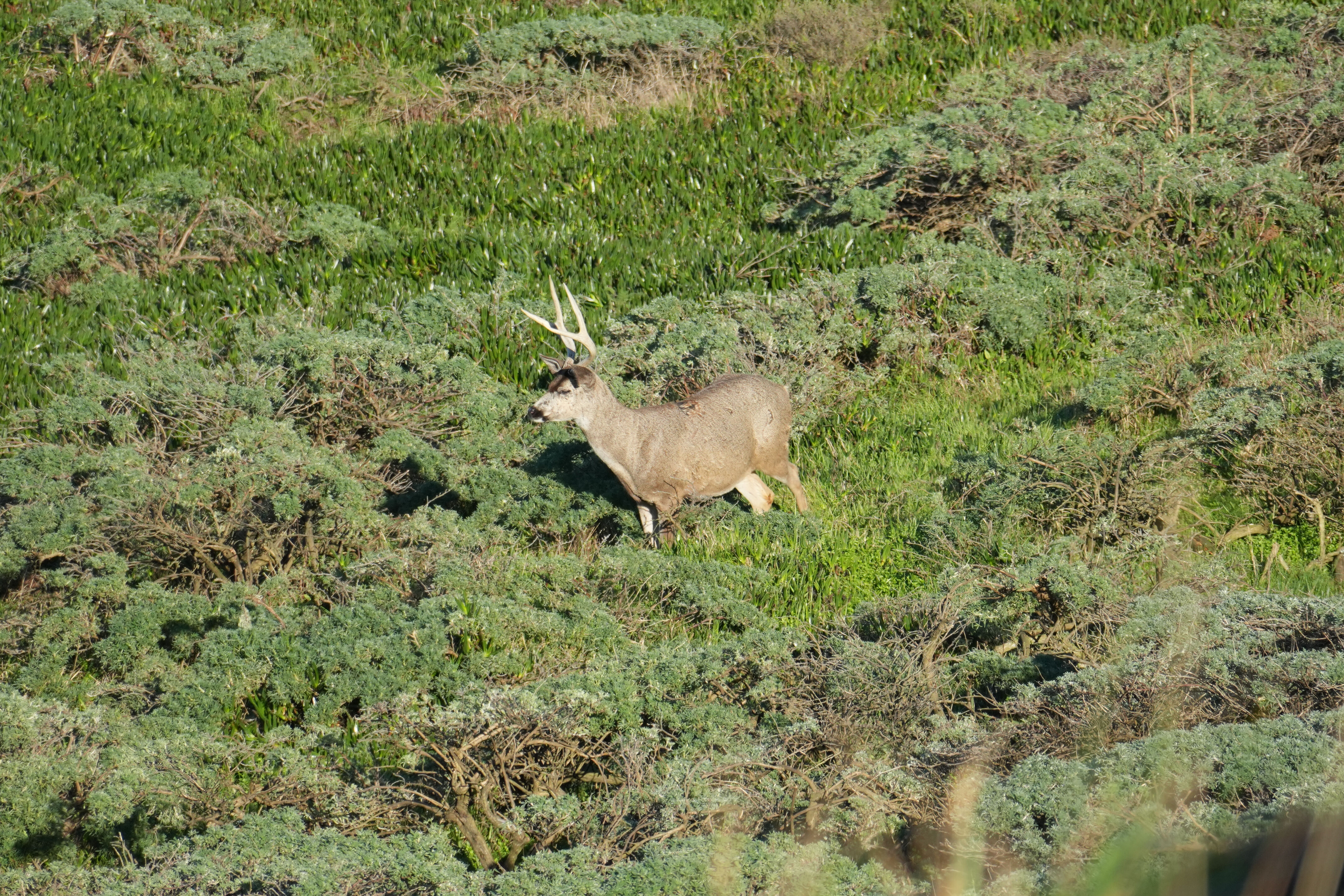 Point Reyes National Seashore - Point Reyes Lighthouse