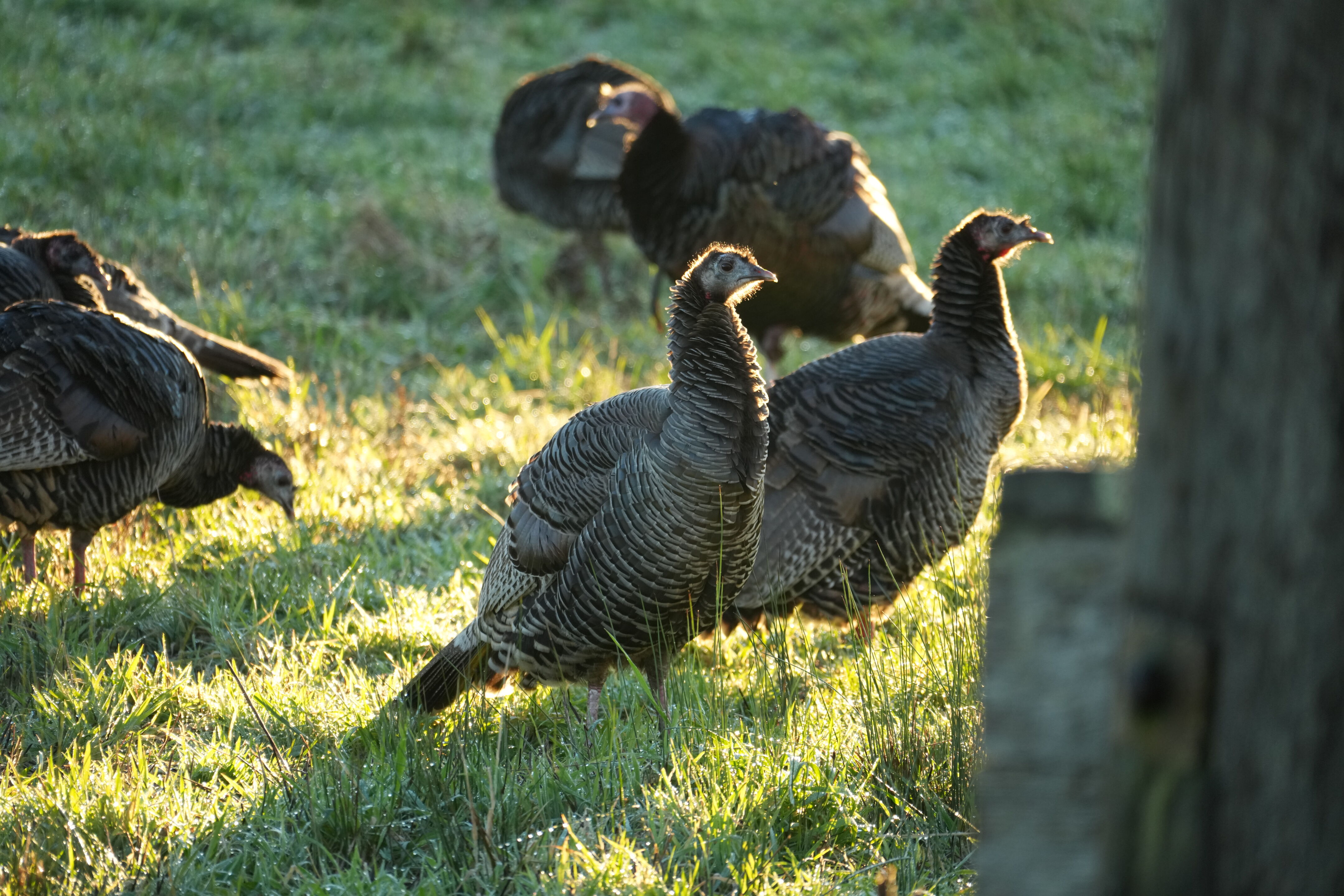 Point Reyes National Seashore - Tomales Point Trail