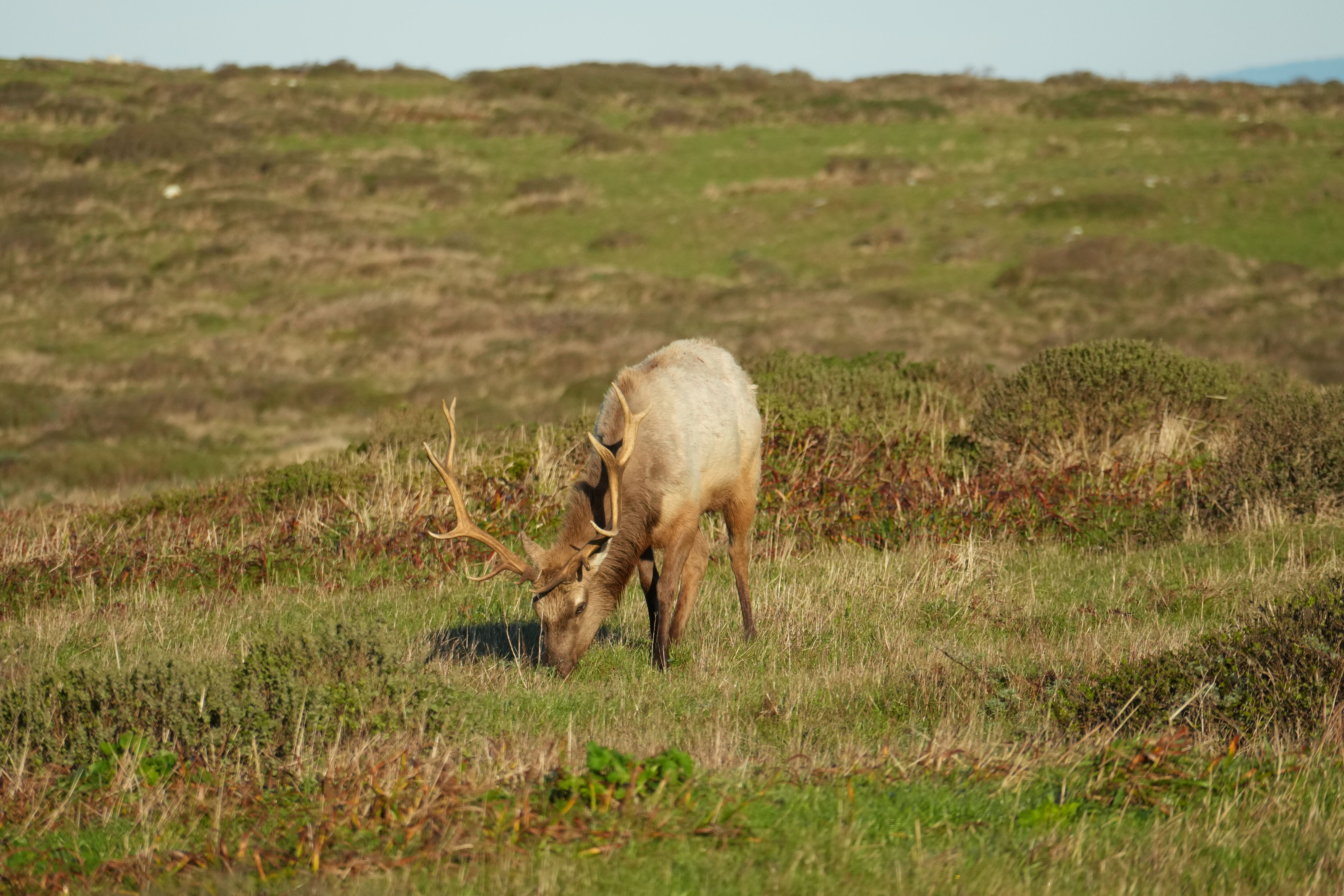 Point Reyes National Seashore - Tomales Point Trail