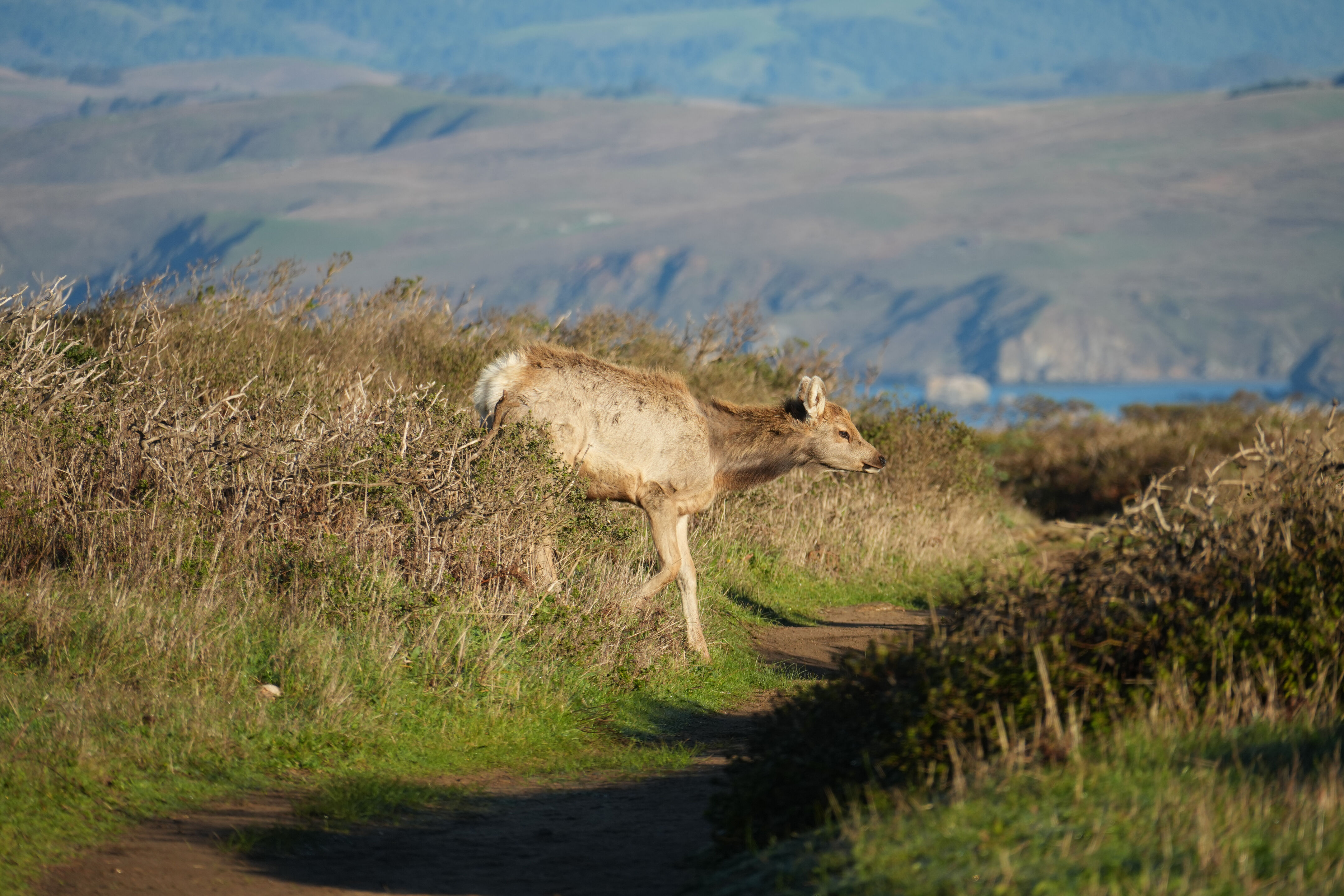 Point Reyes National Seashore - Tomales Point Trail