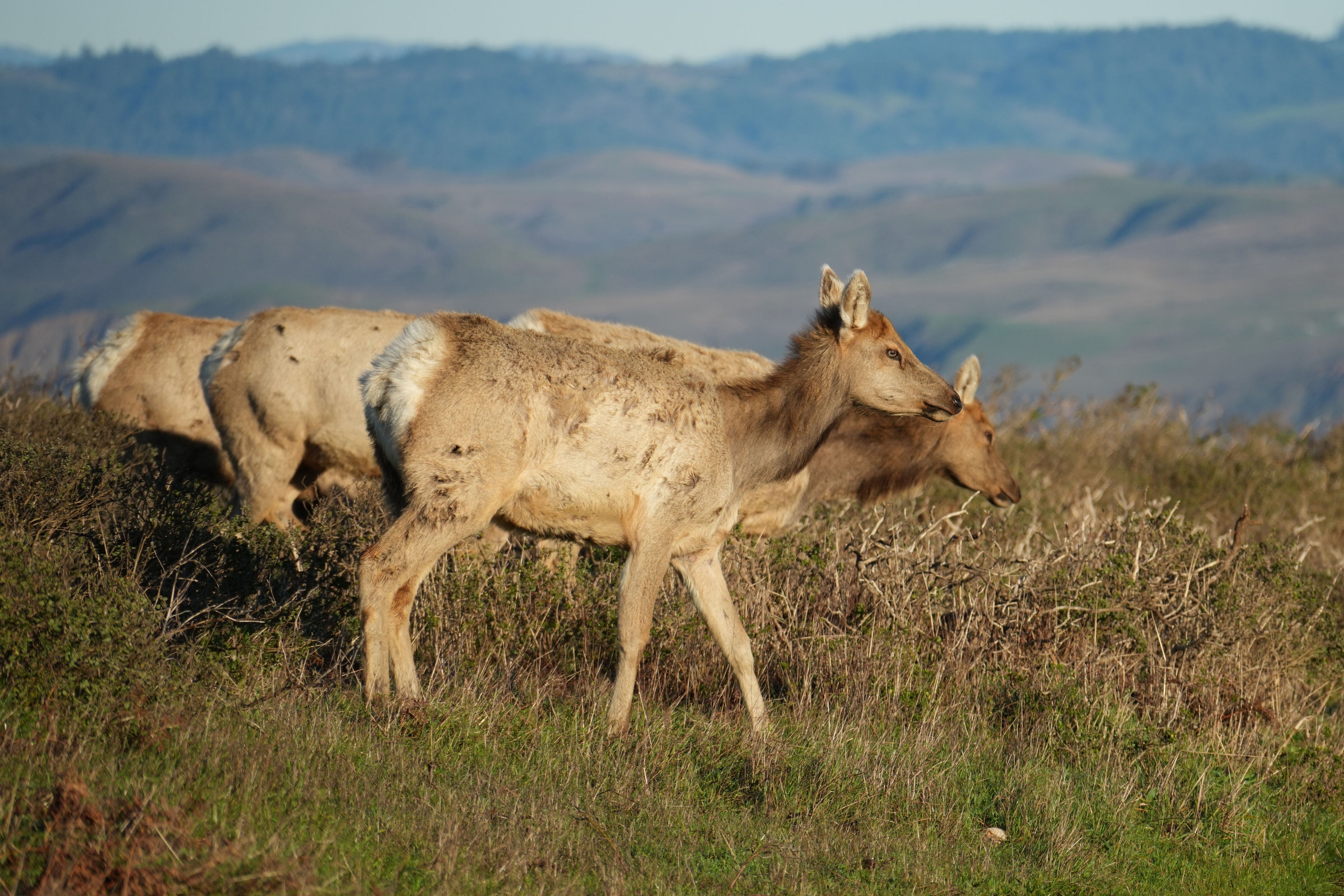 Point Reyes National Seashore - Tomales Point Trail