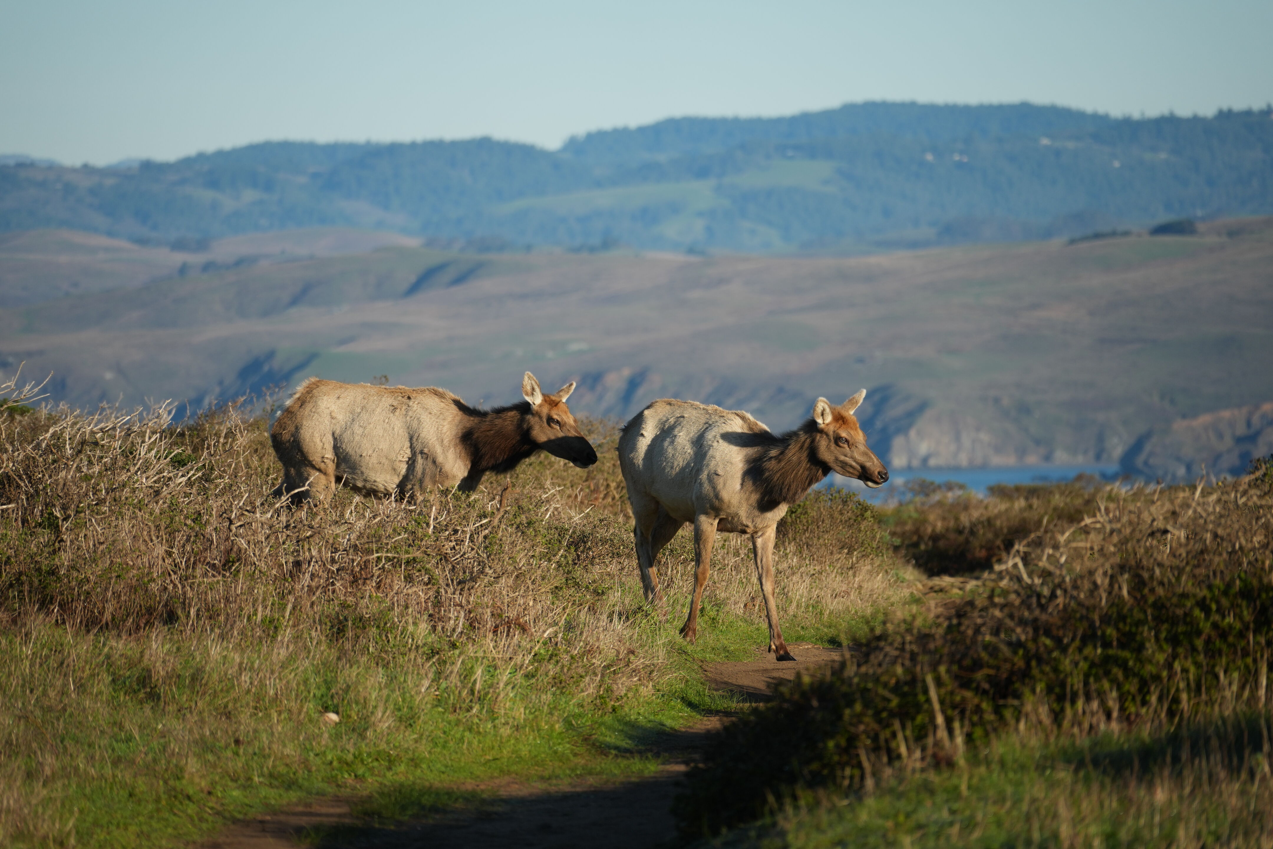 Point Reyes National Seashore - Tomales Point Trail