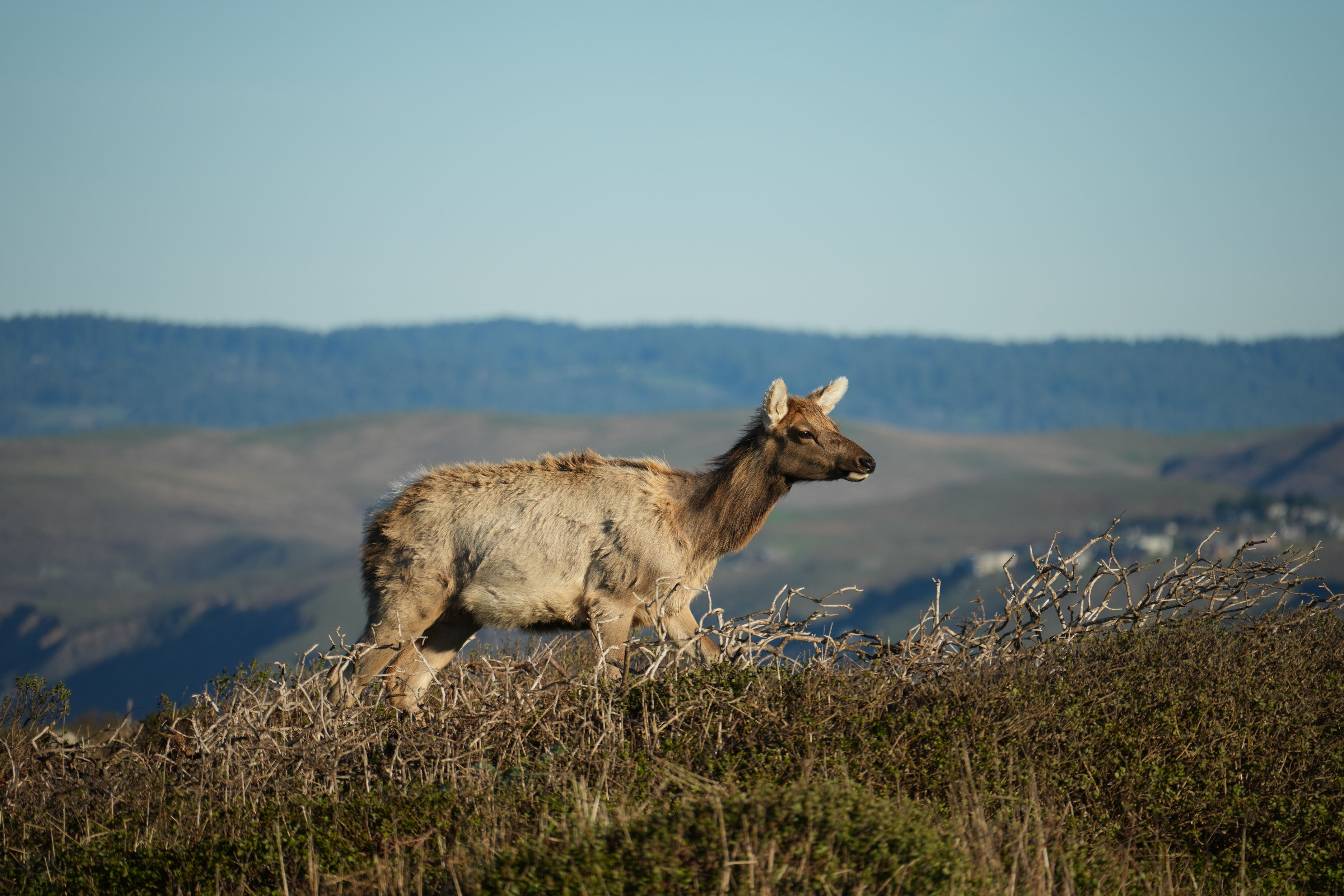 Point Reyes National Seashore - Tomales Point Trail