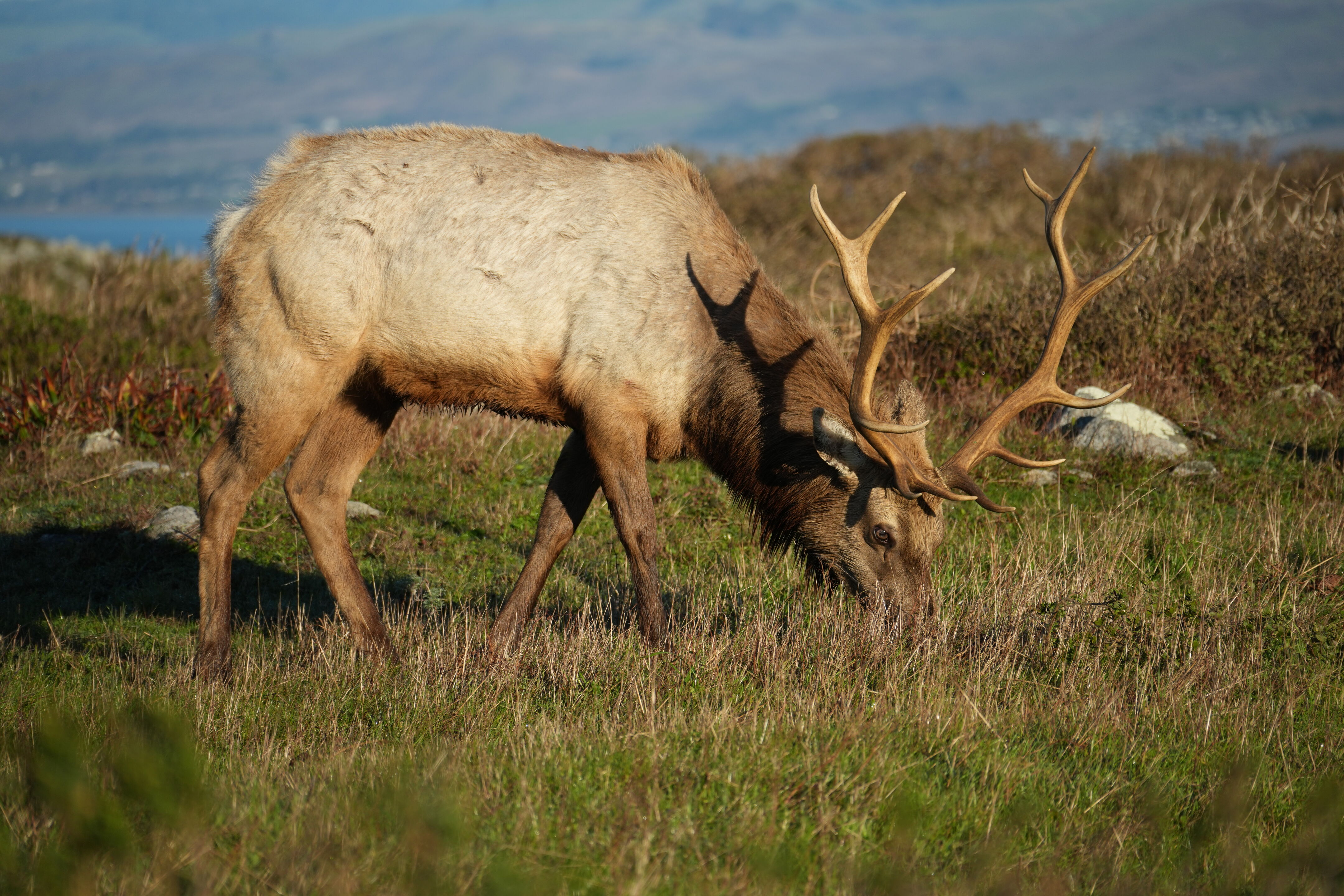 Point Reyes National Seashore - Tomales Point Trail