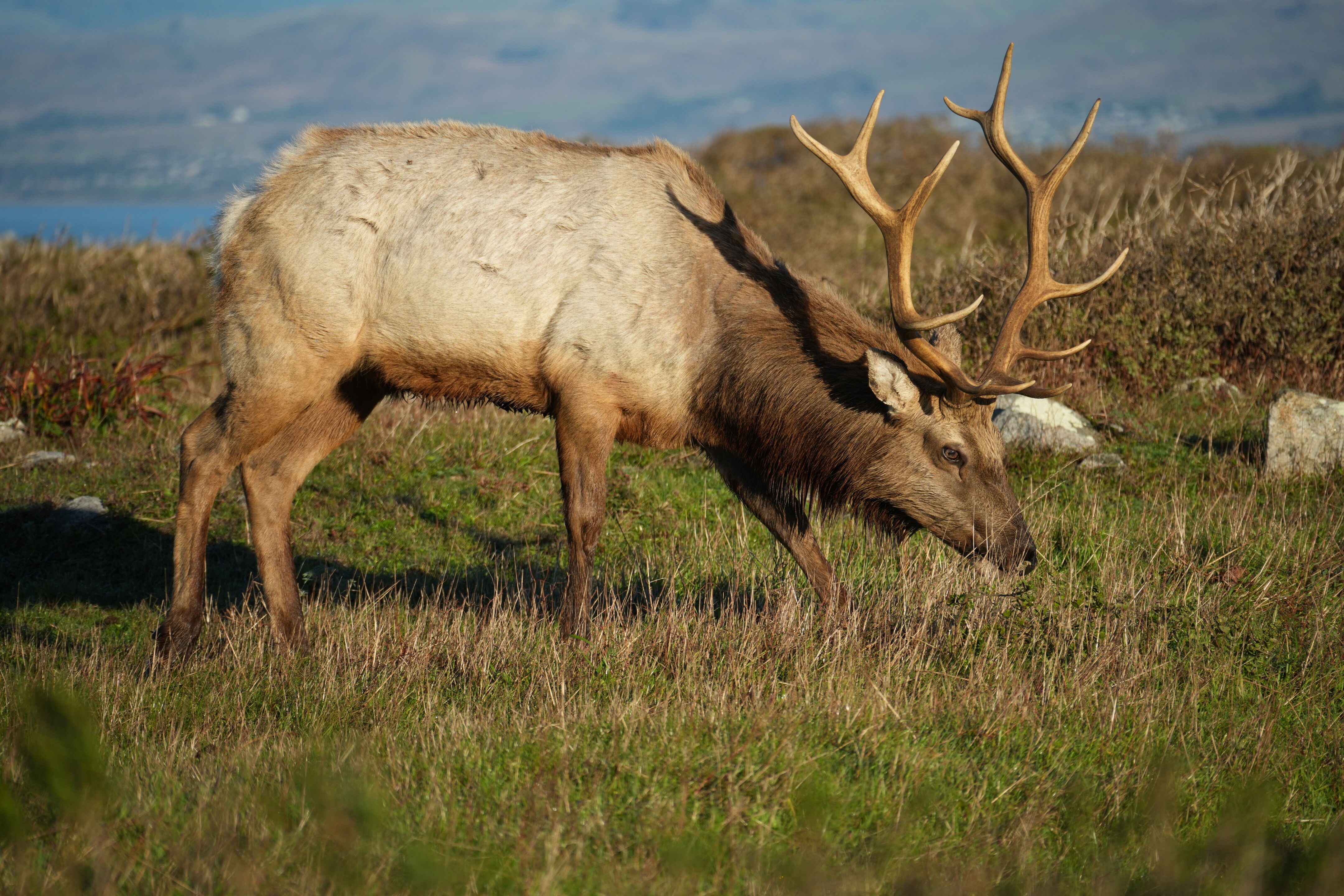 Point Reyes National Seashore - Tomales Point Trail