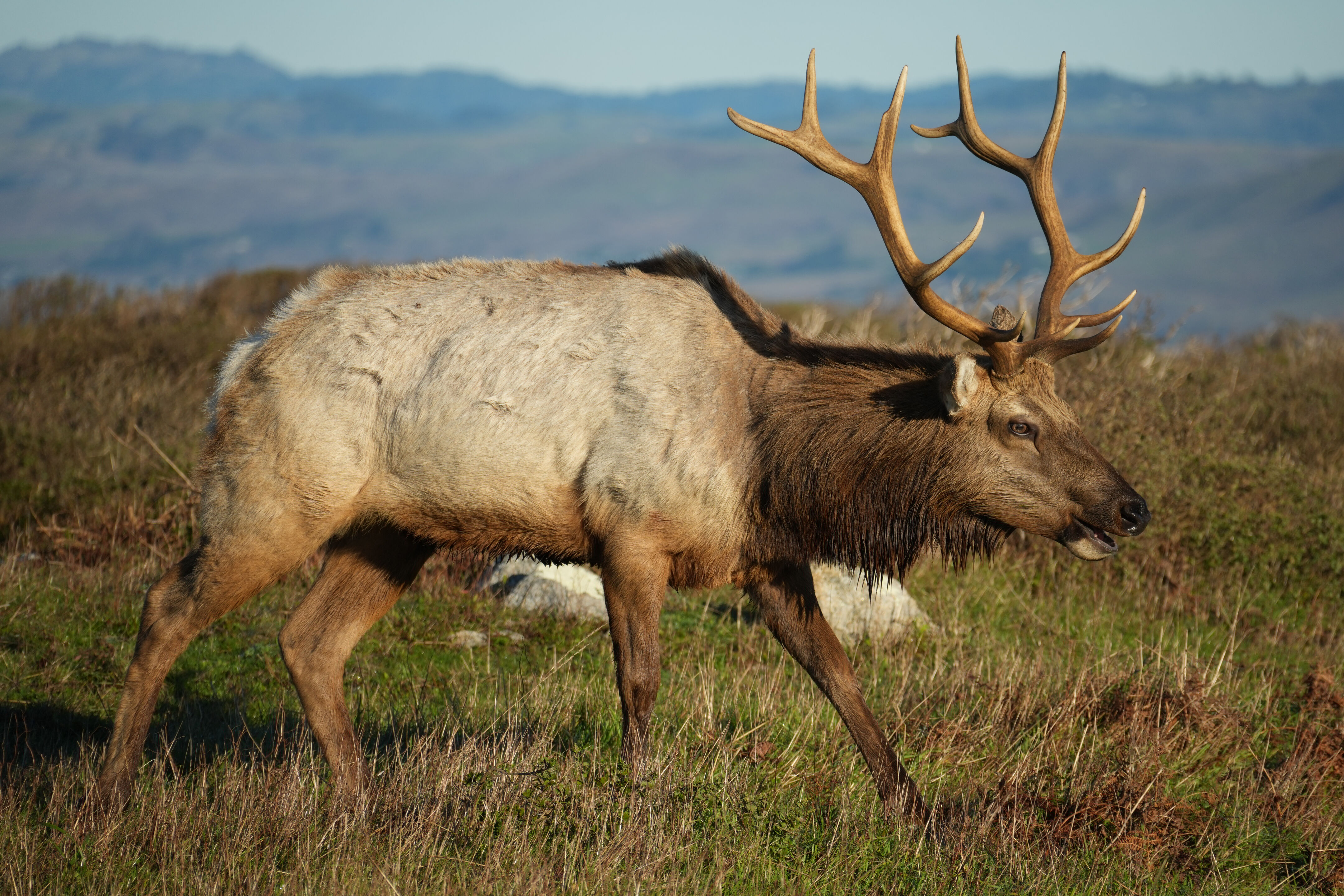 Point Reyes National Seashore - Tomales Point Trail