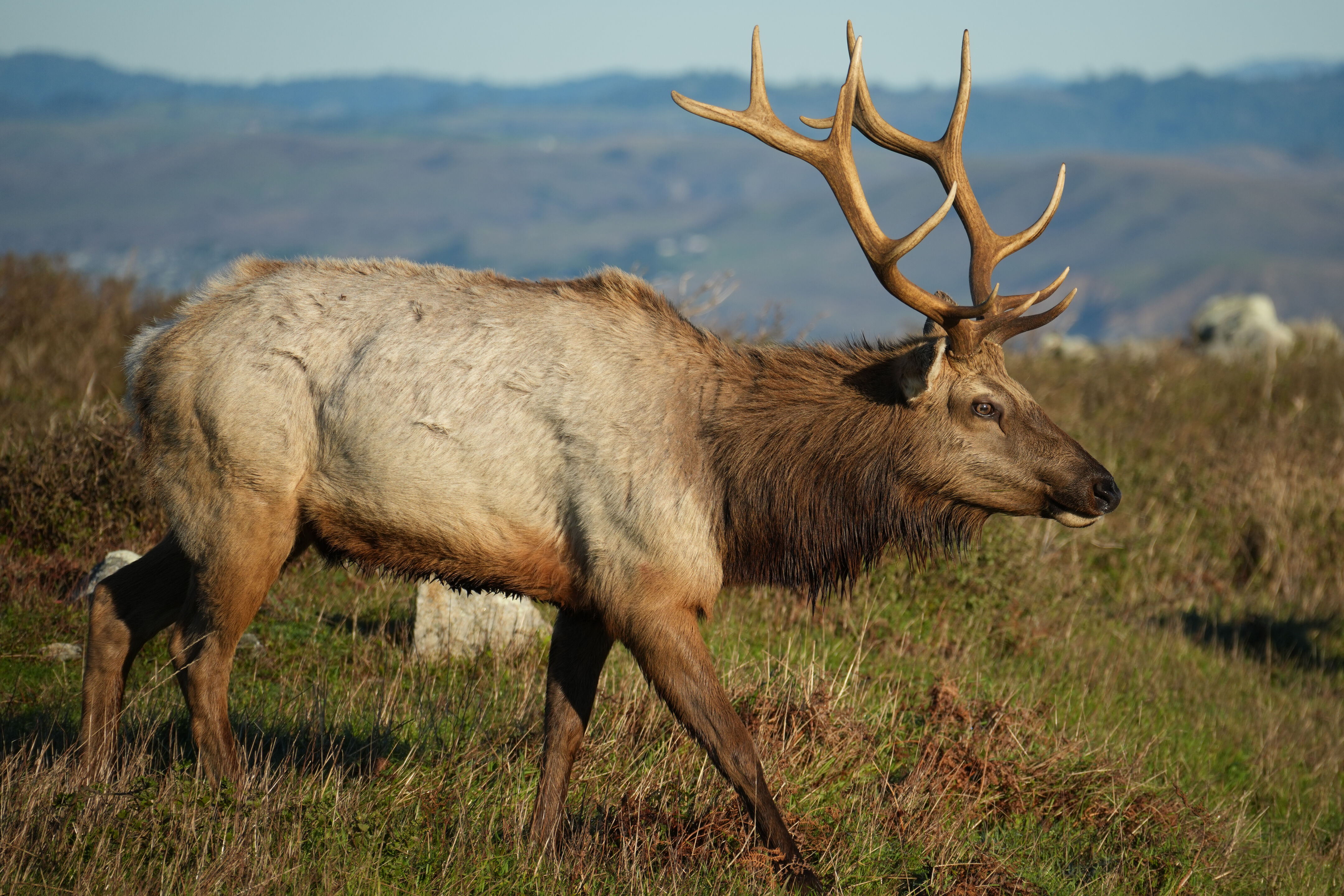 Point Reyes National Seashore - Tomales Point Trail