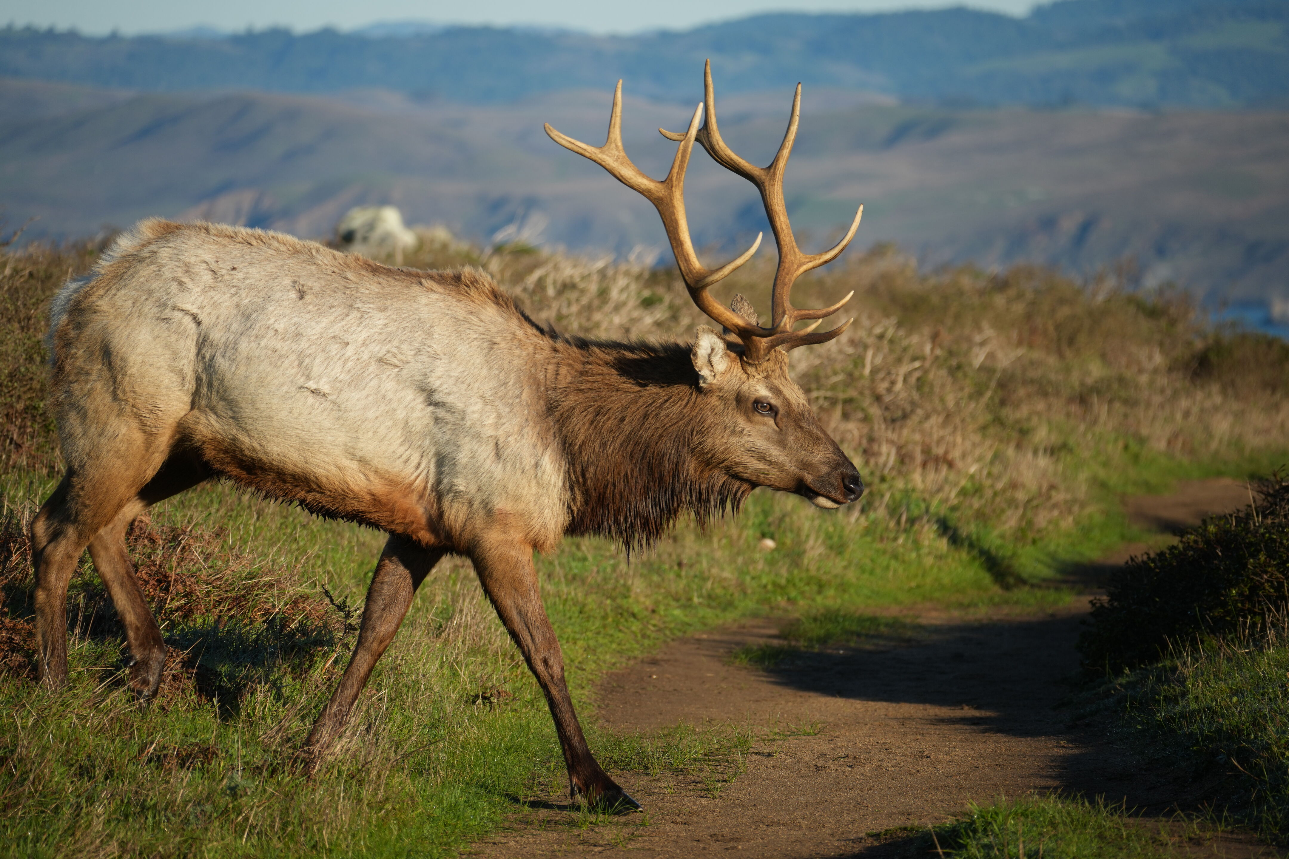 Point Reyes National Seashore - Tomales Point Trail