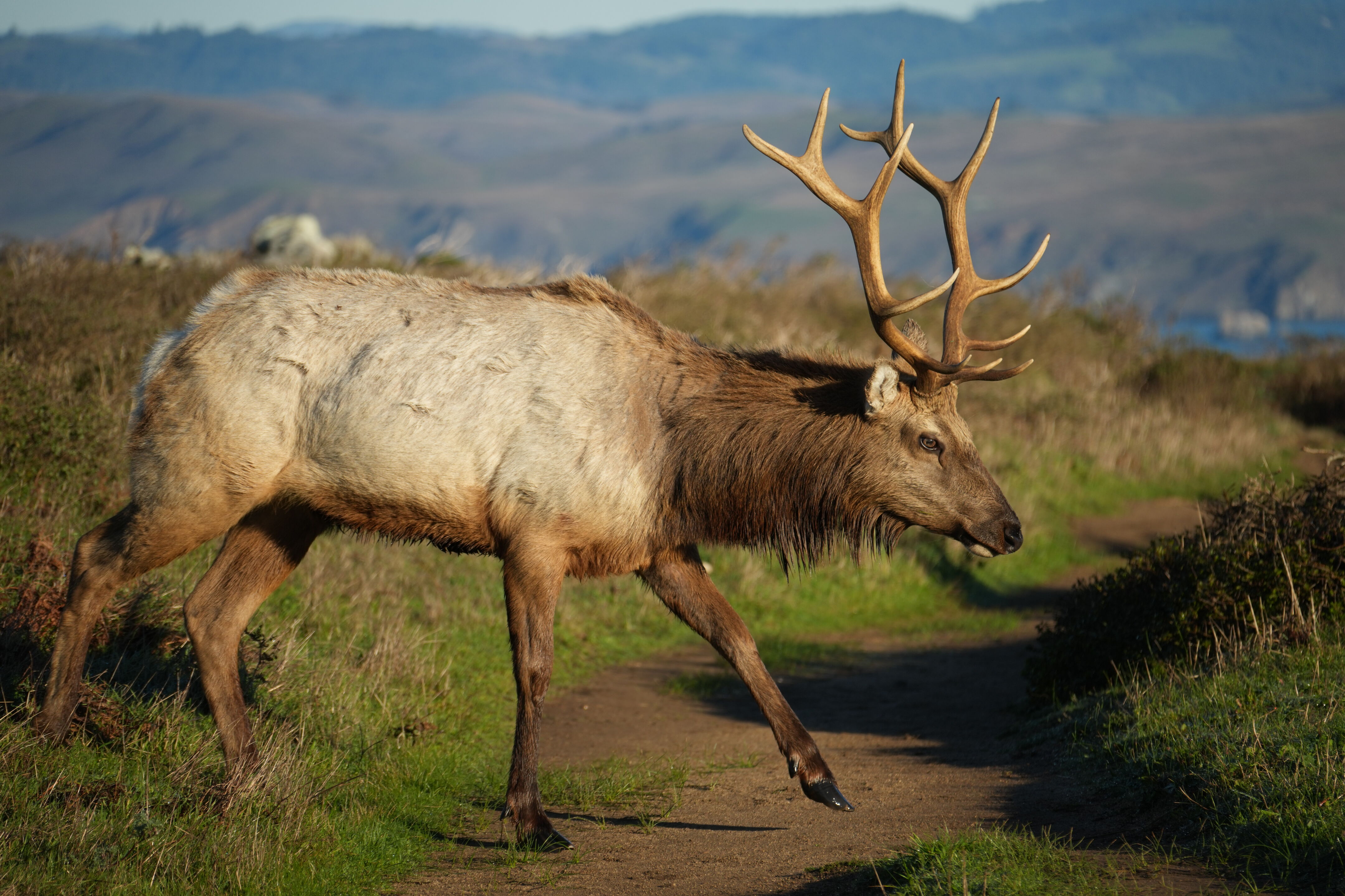 Point Reyes National Seashore - Tomales Point Trail