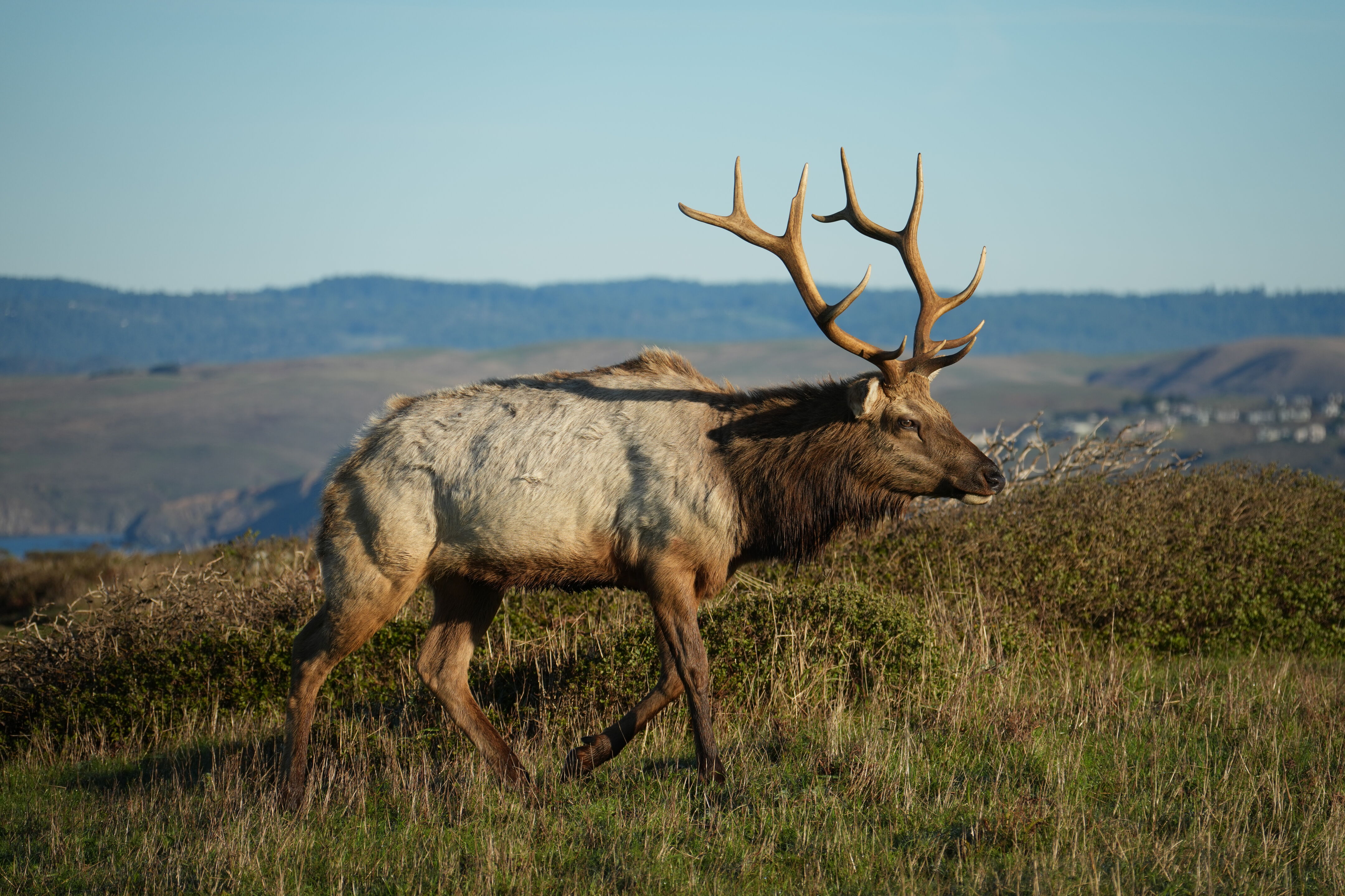 Point Reyes National Seashore - Tomales Point Trail