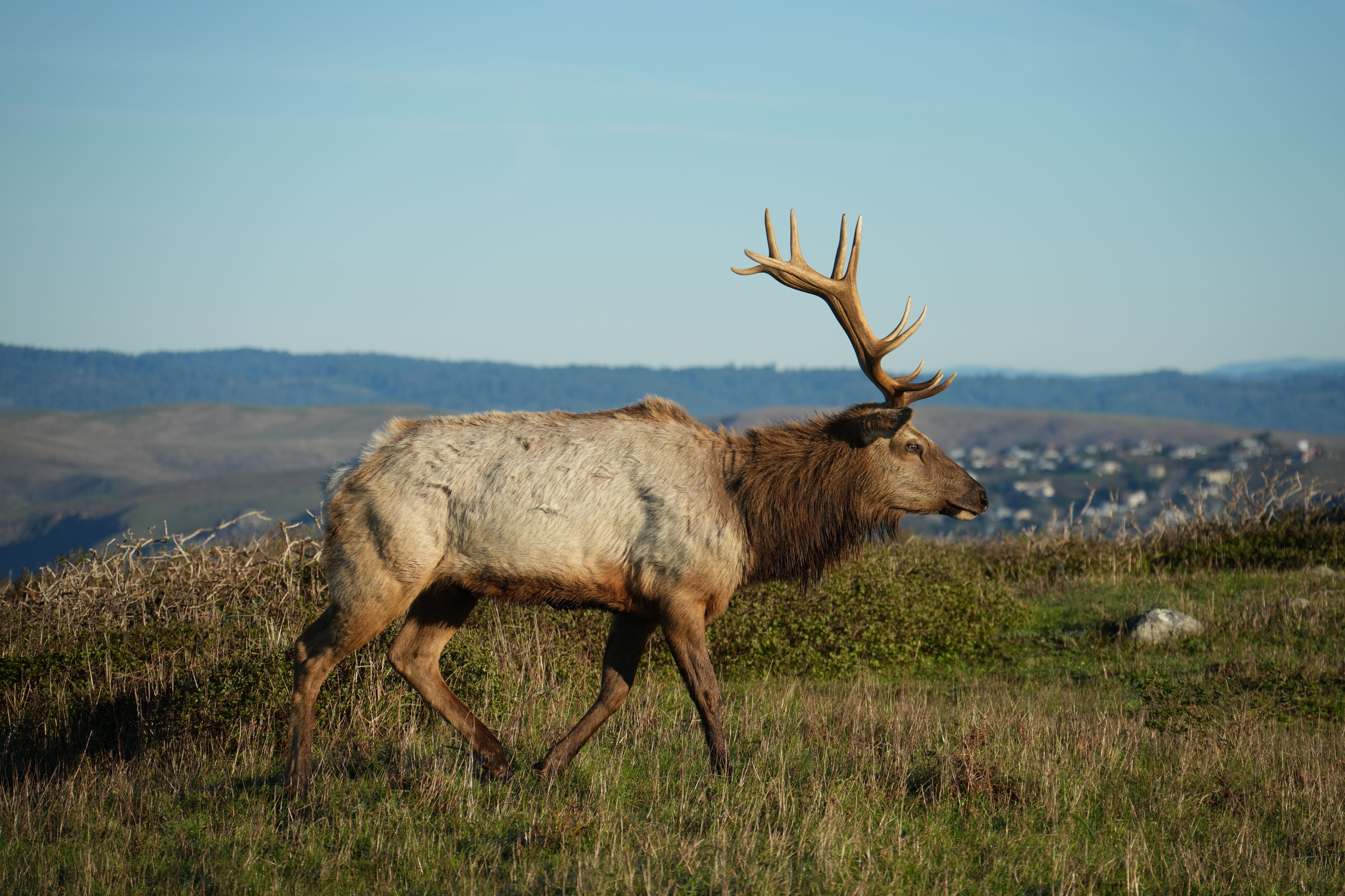 Point Reyes National Seashore - Tomales Point Trail