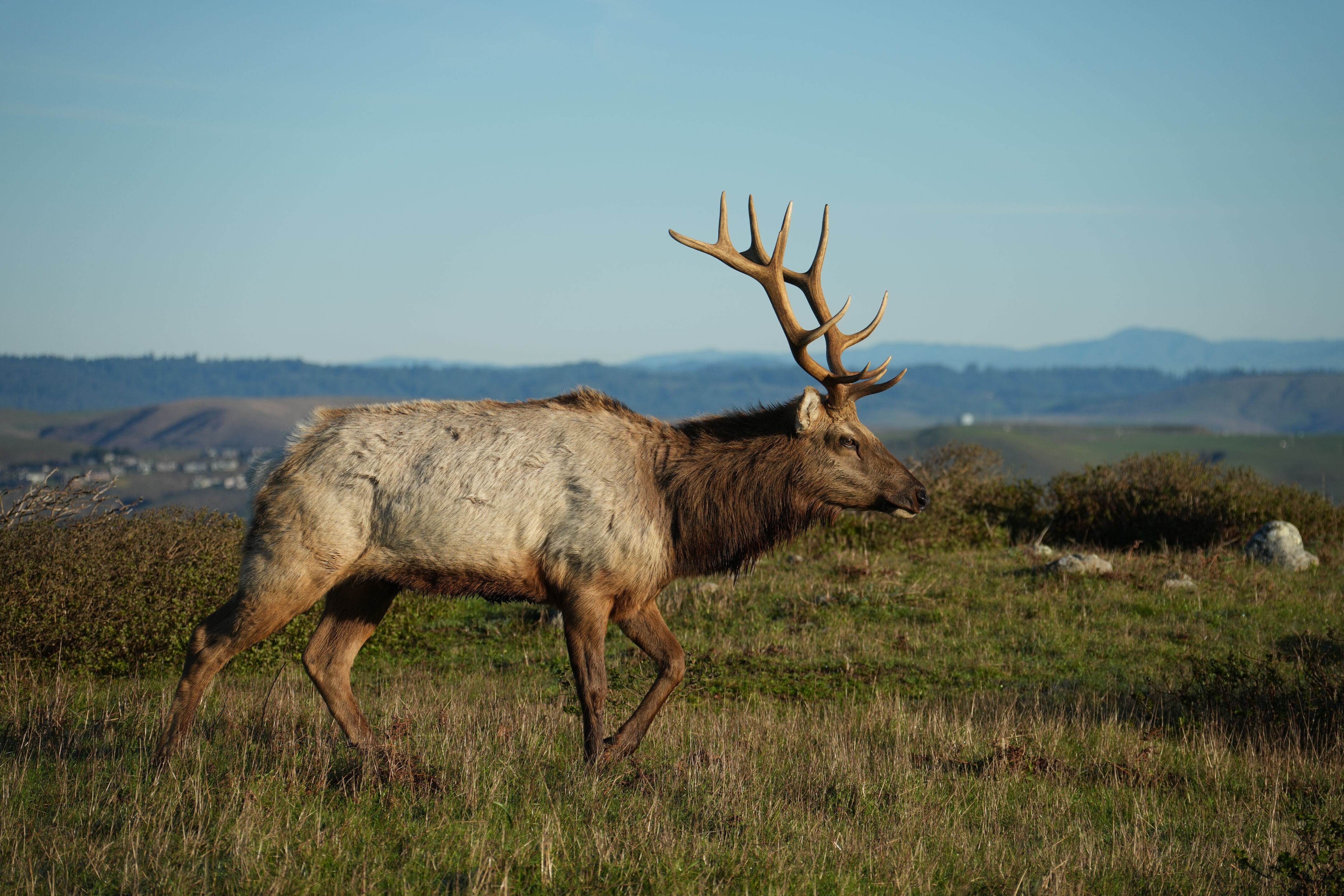 Point Reyes National Seashore - Tomales Point Trail