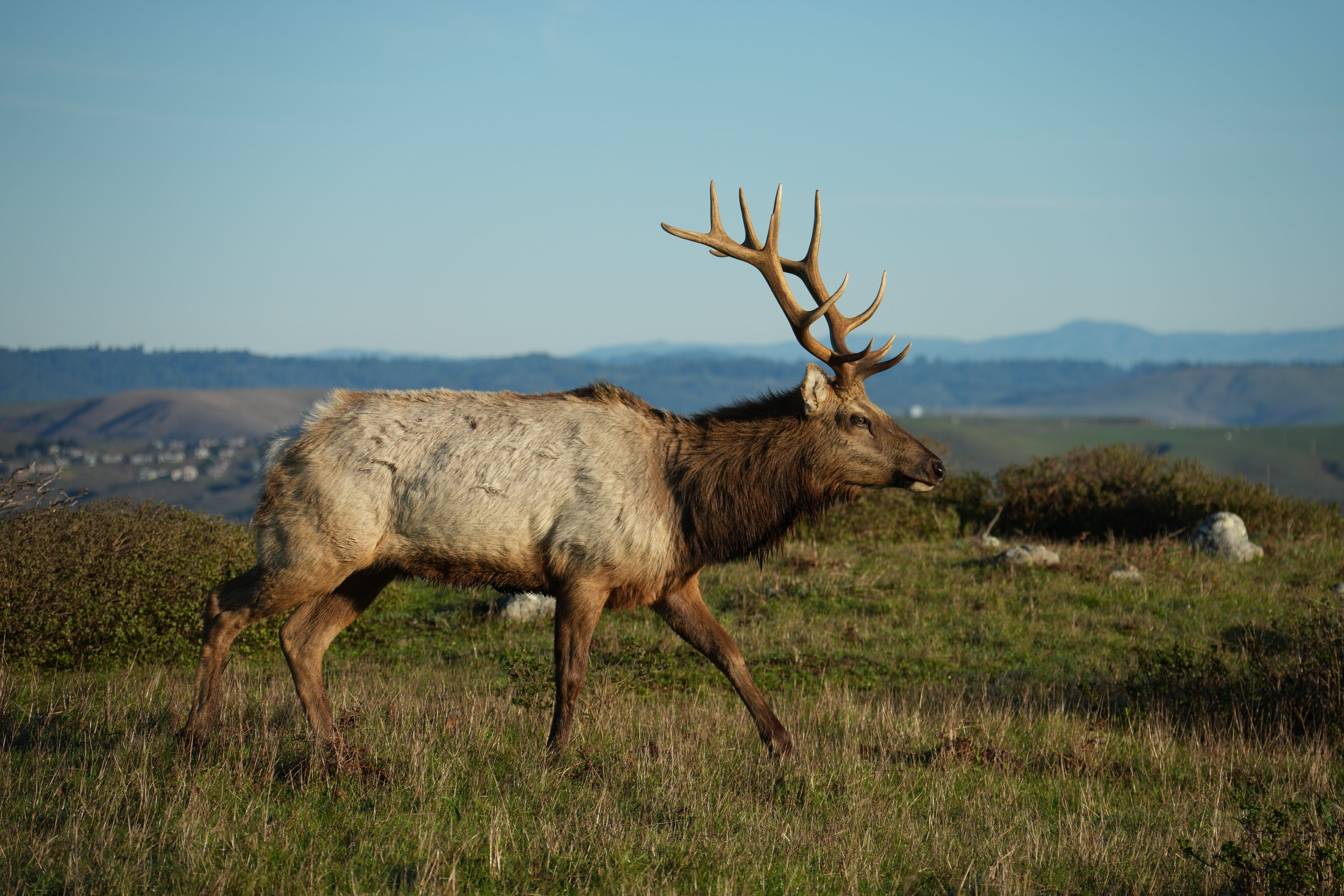 Point Reyes National Seashore - Tomales Point Trail