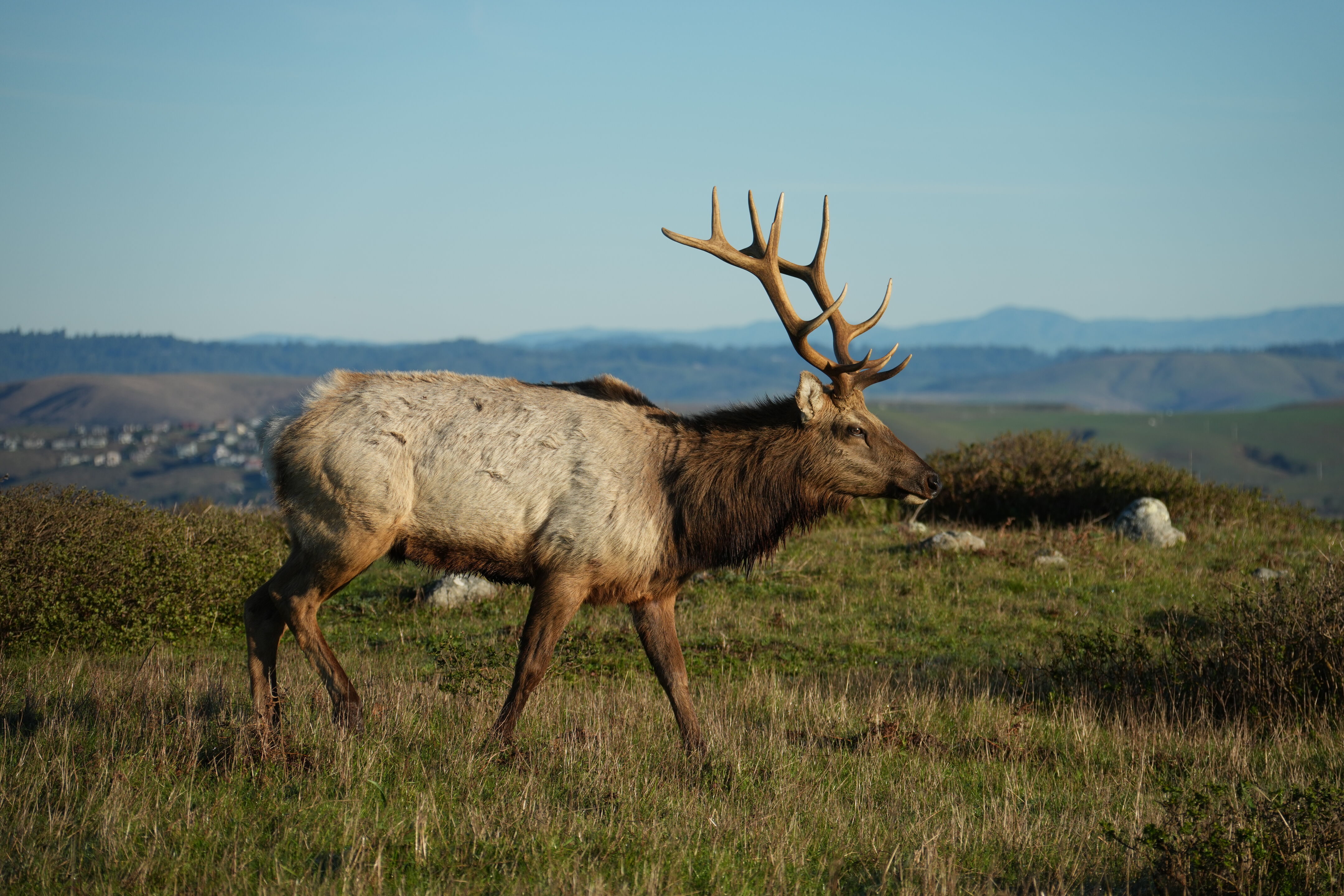 Point Reyes National Seashore - Tomales Point Trail