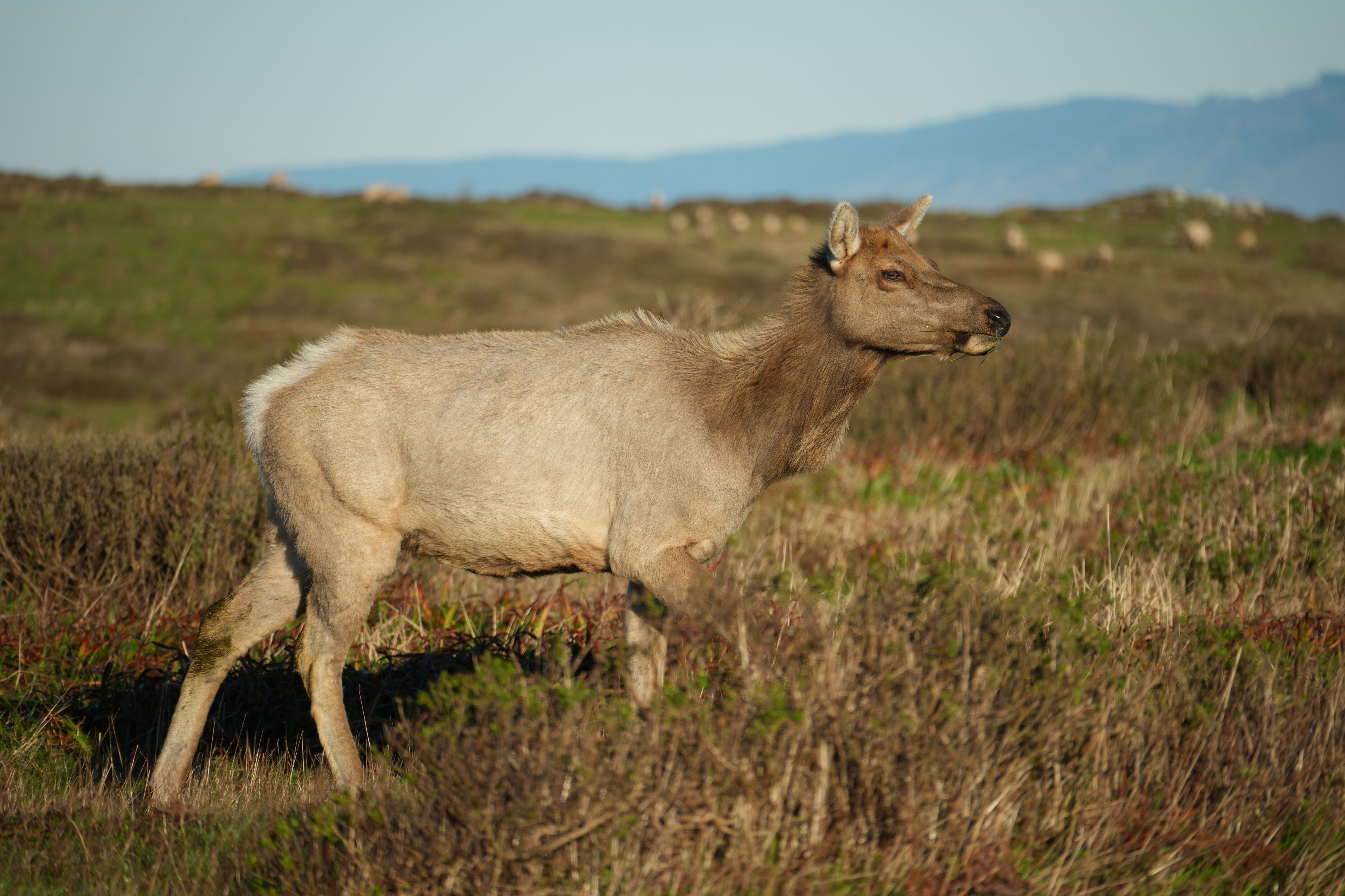 Point Reyes National Seashore - Tomales Point Trail