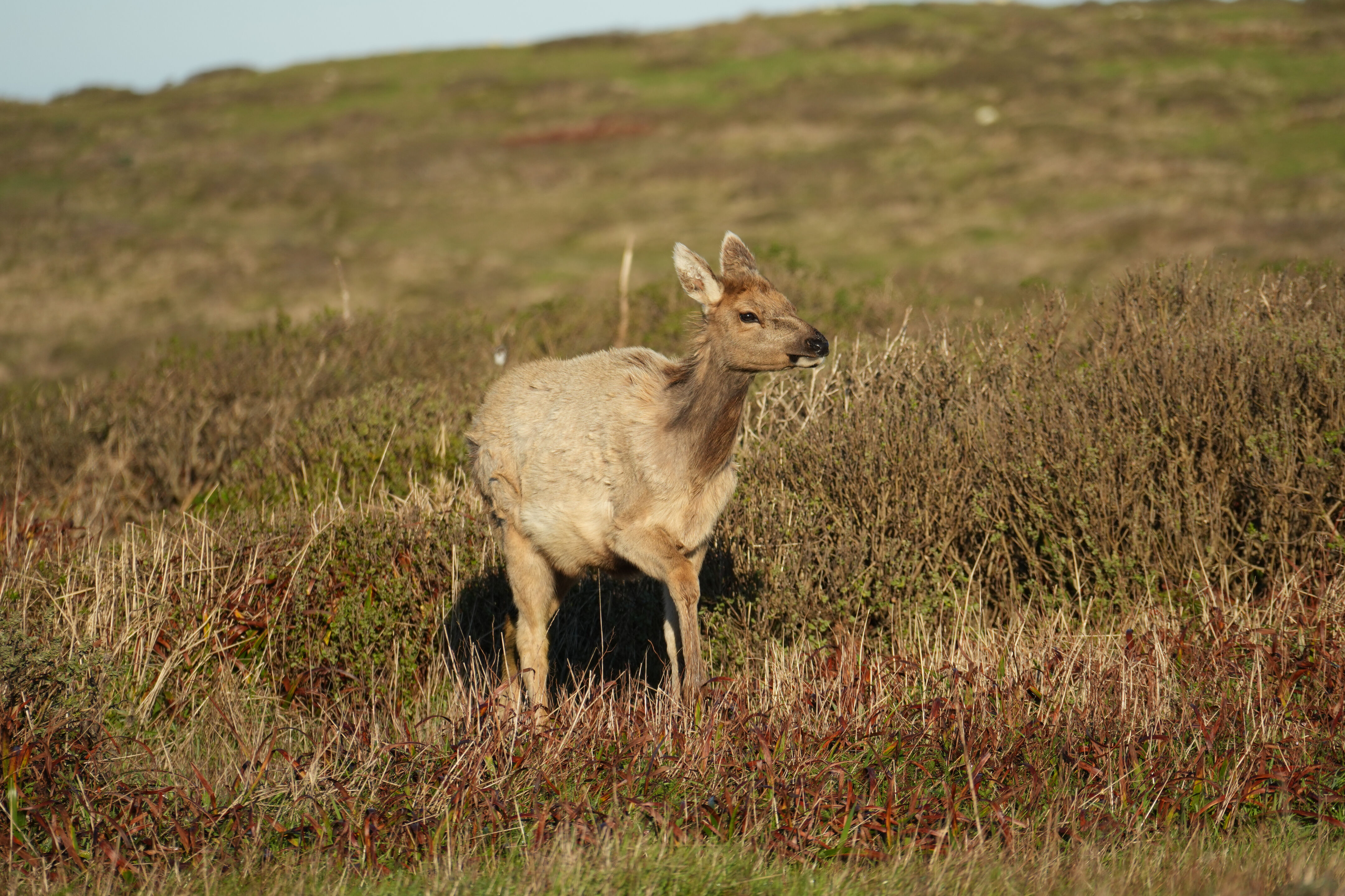 Point Reyes National Seashore - Tomales Point Trail