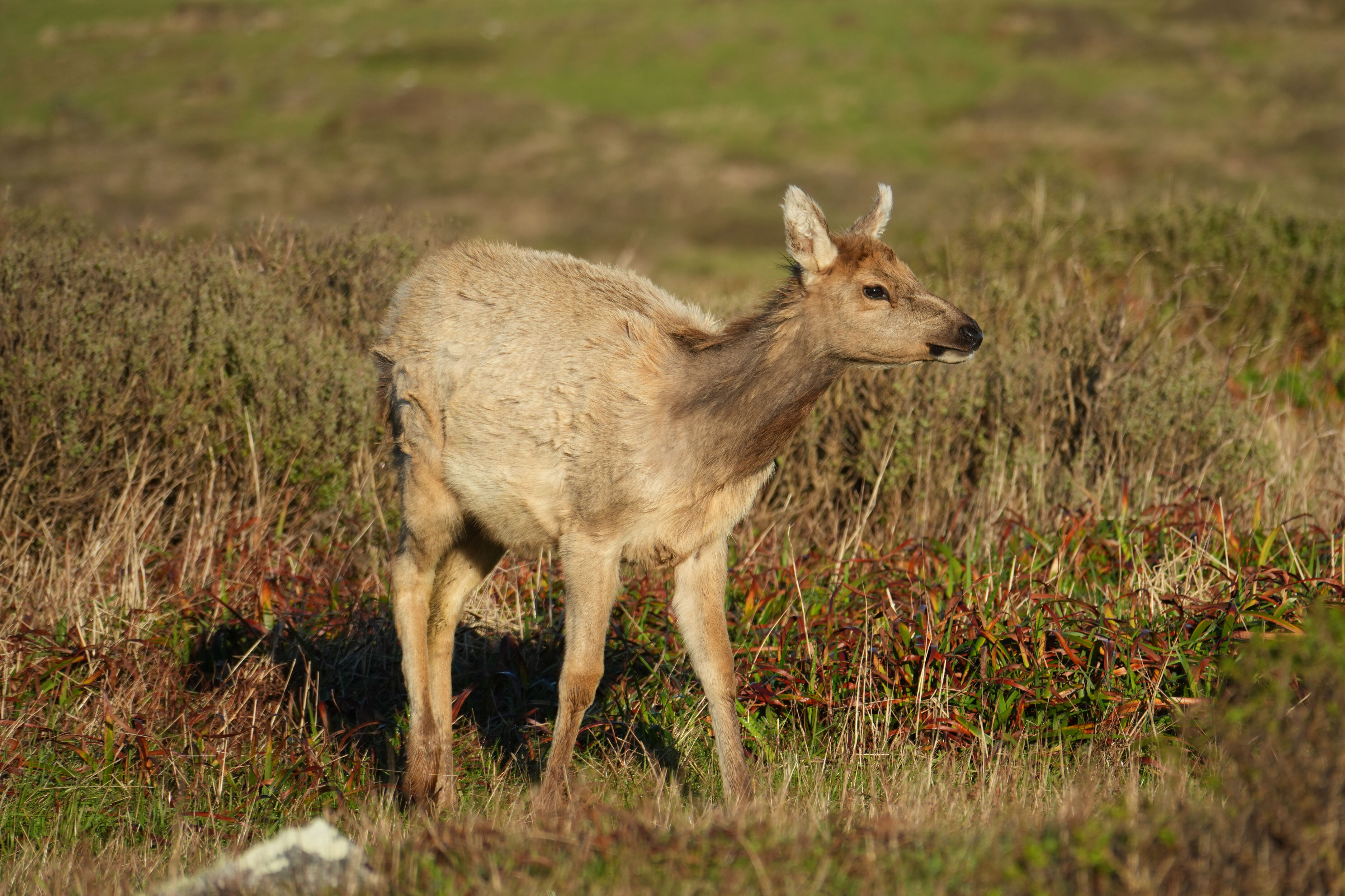 Point Reyes National Seashore - Tomales Point Trail