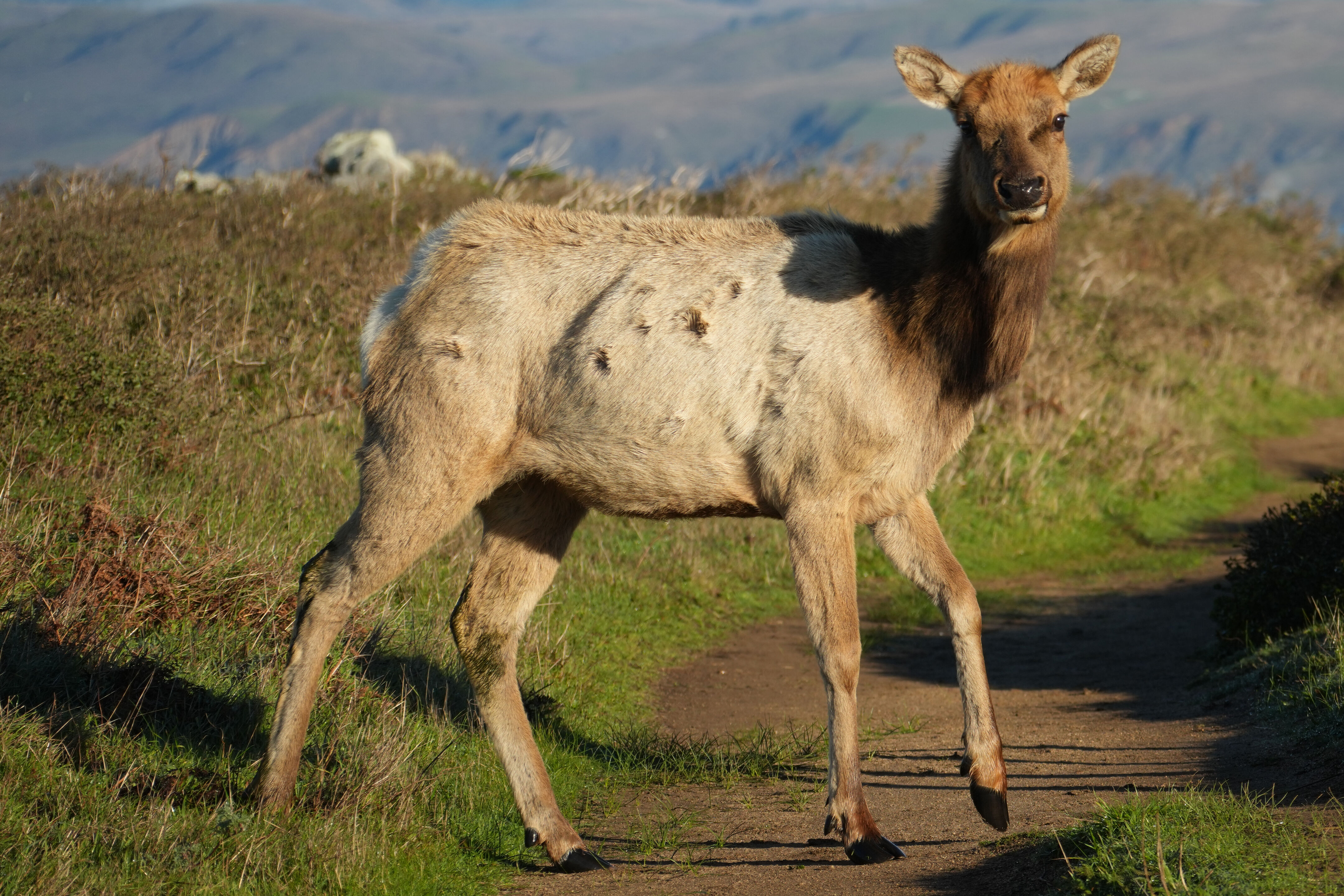 Point Reyes National Seashore - Tomales Point Trail