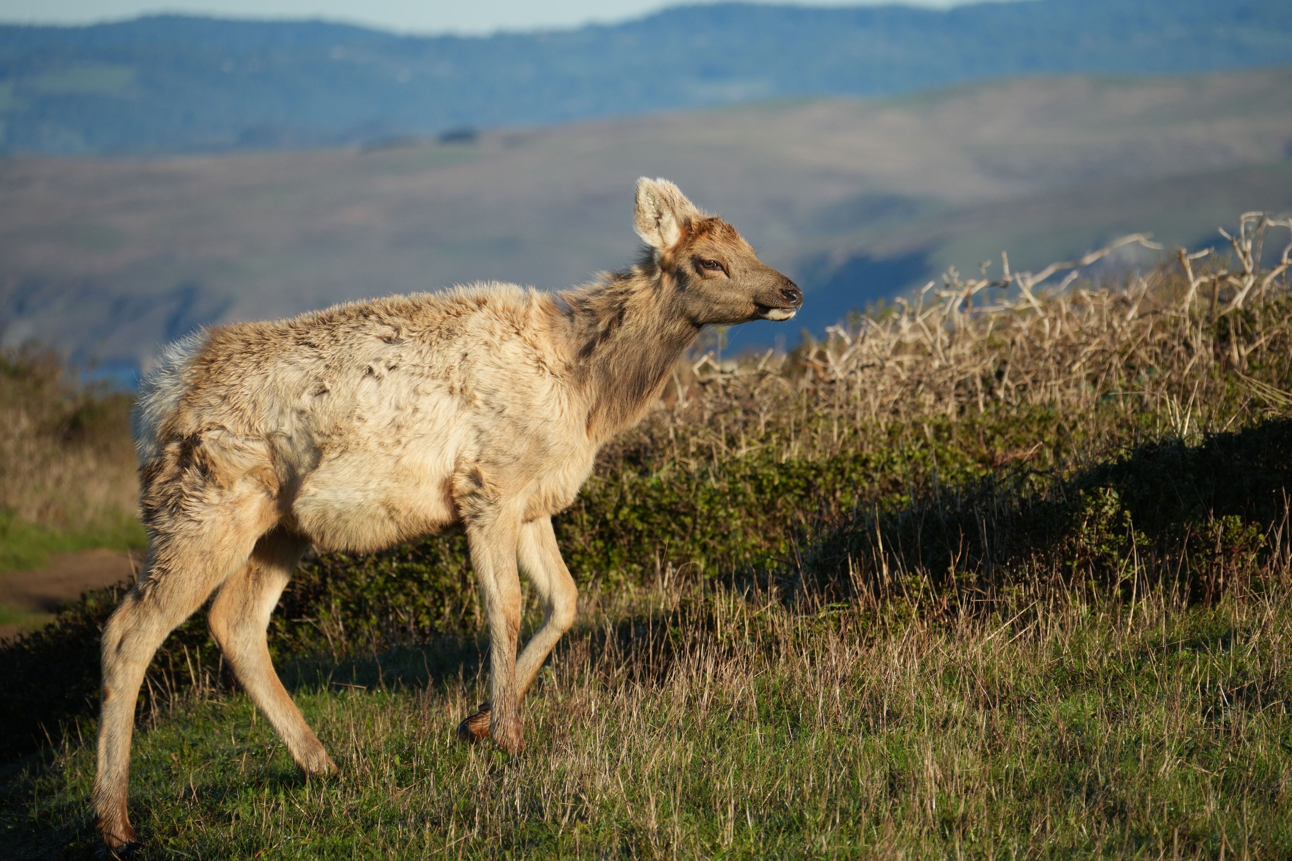Point Reyes National Seashore - Tomales Point Trail