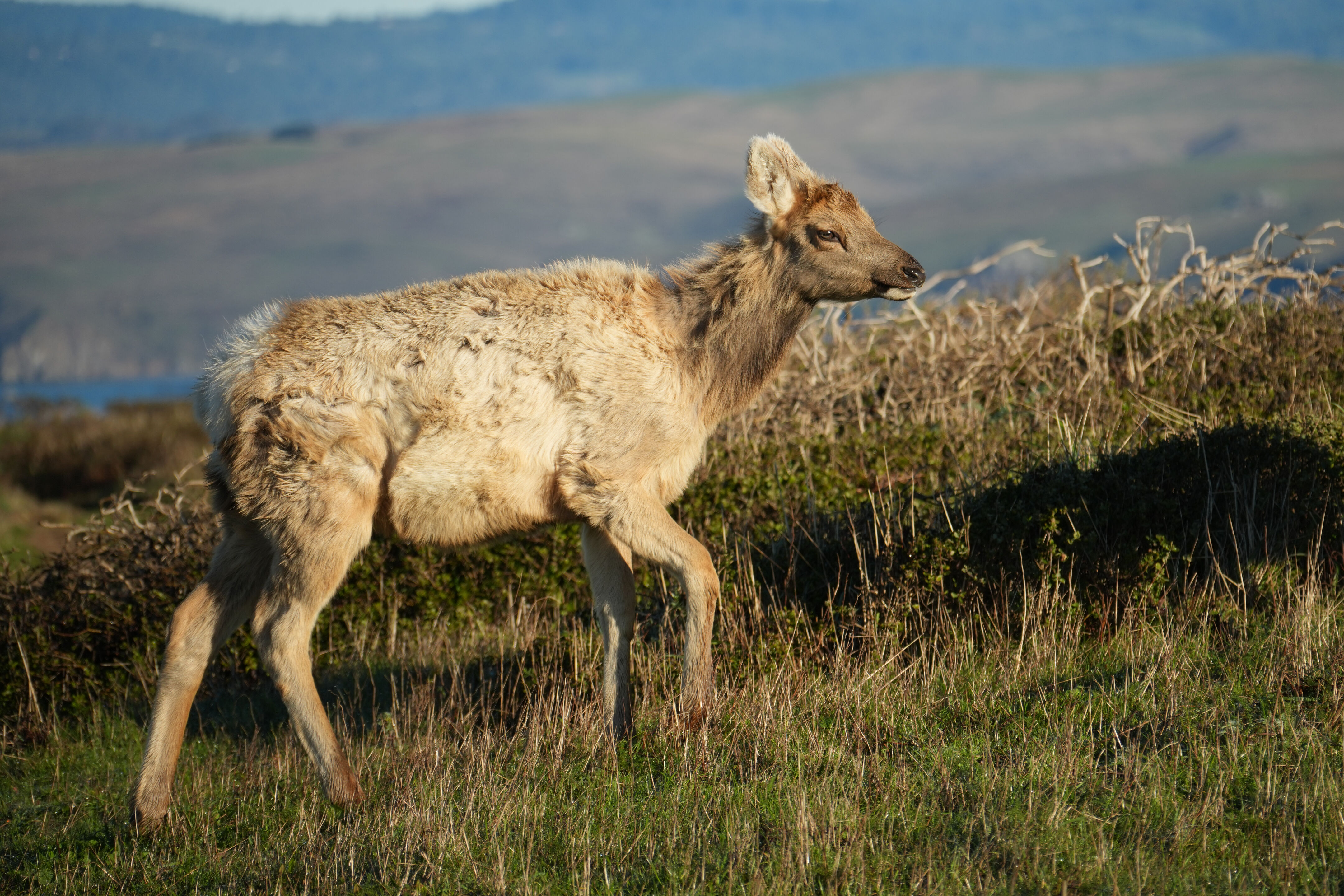 Point Reyes National Seashore - Tomales Point Trail