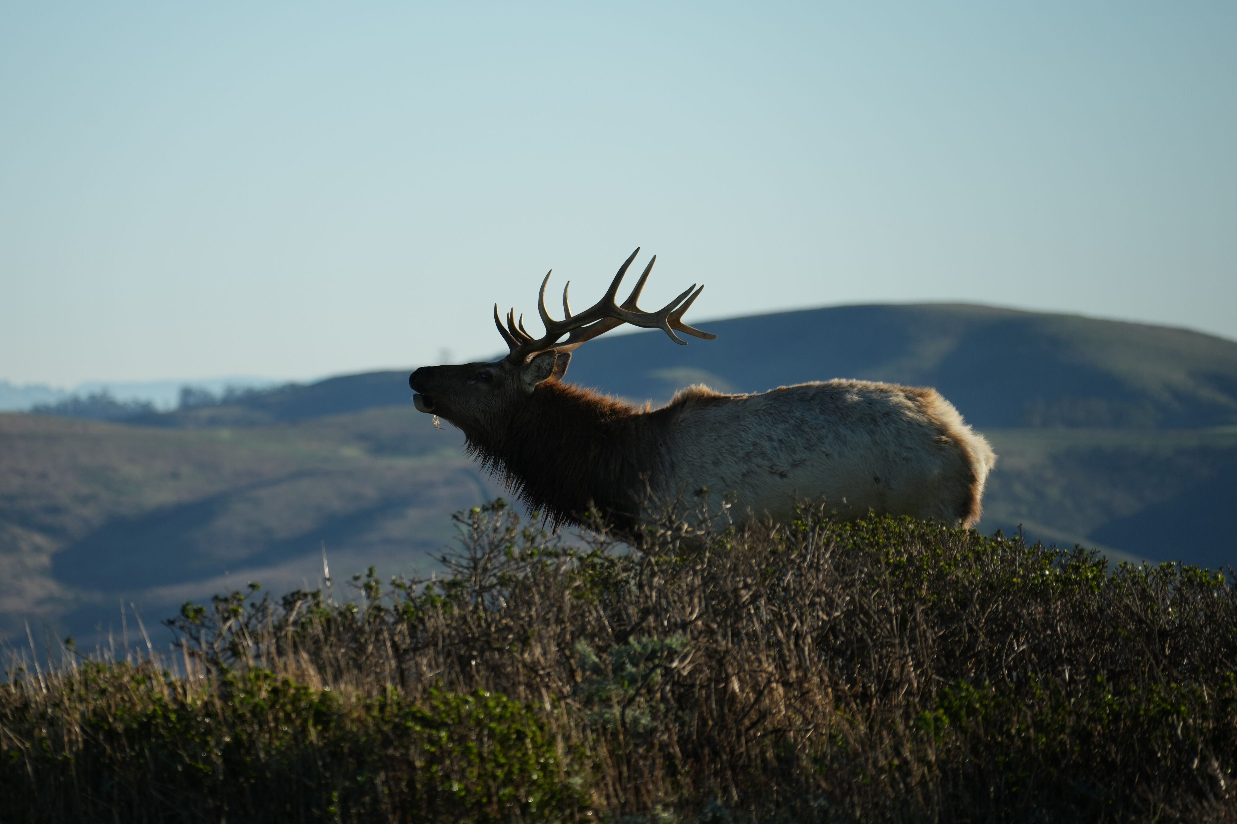 Point Reyes National Seashore - Tomales Point Trail