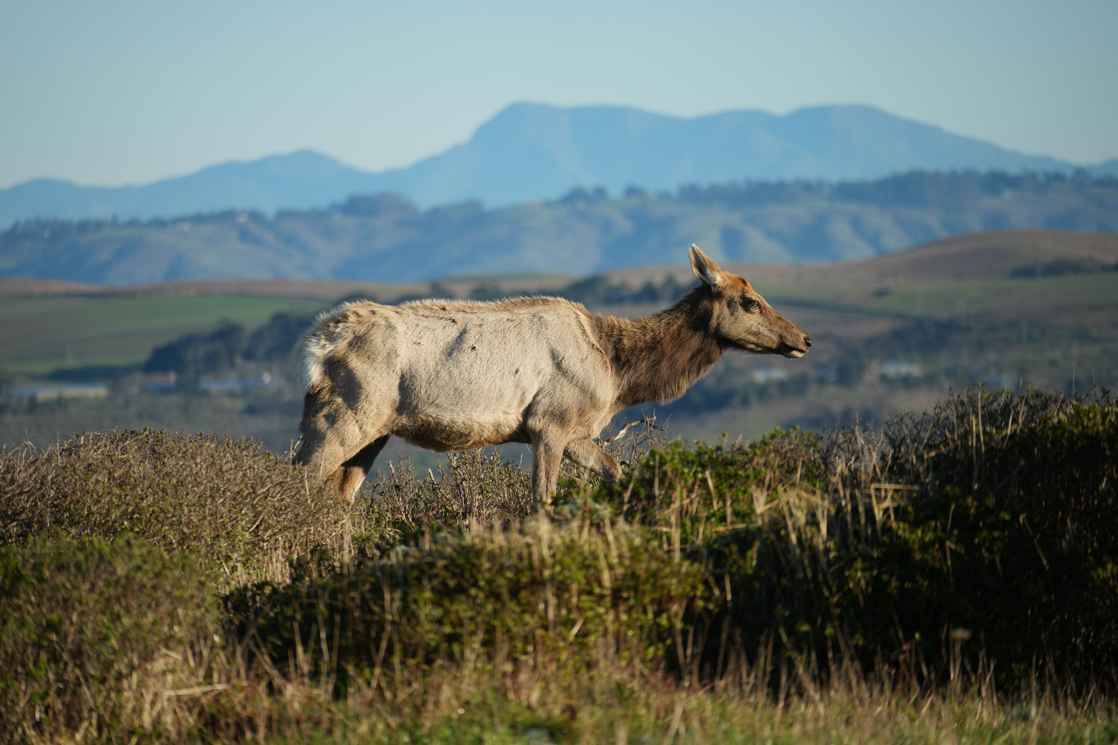 Point Reyes National Seashore - Tomales Point Trail