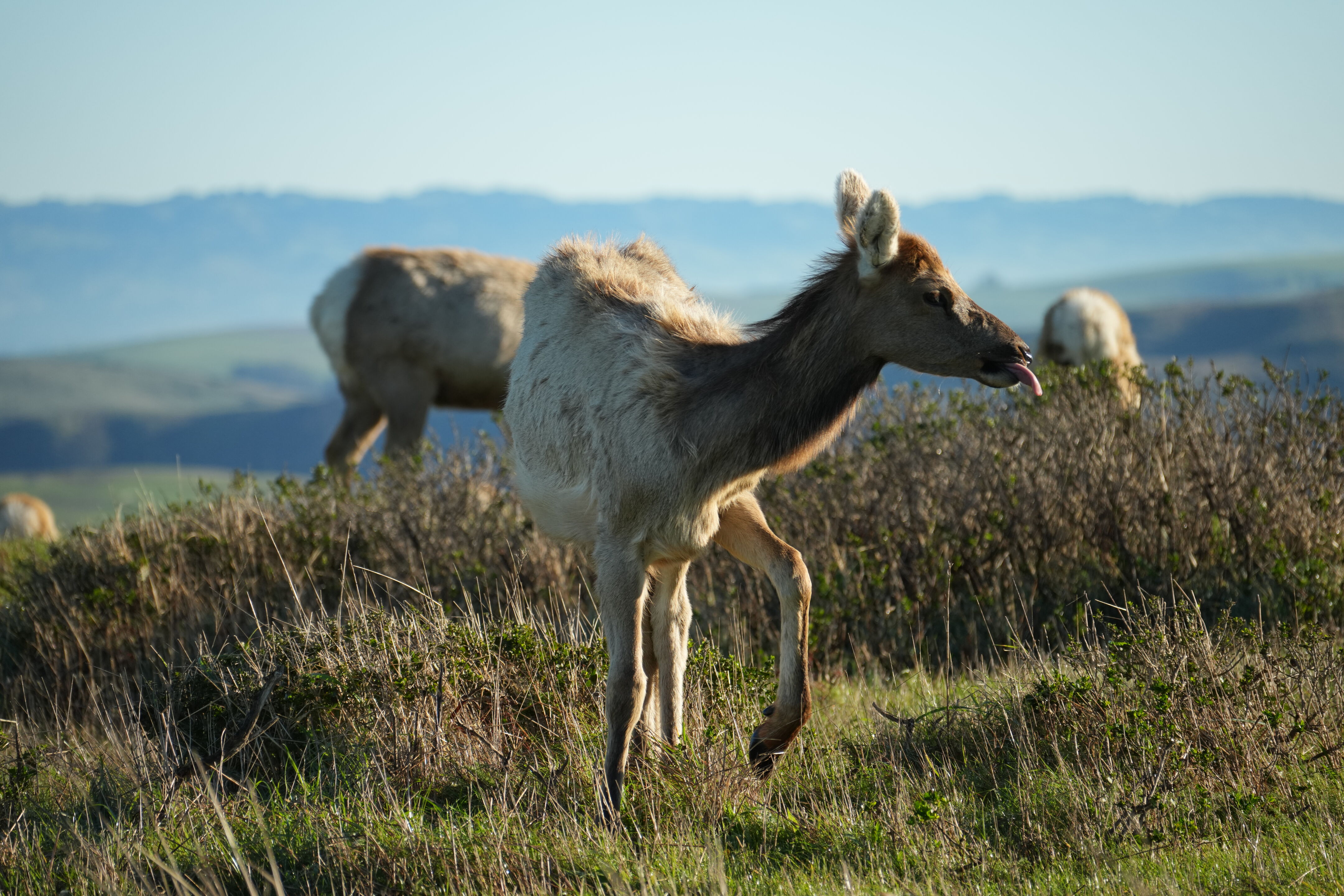 Point Reyes National Seashore - Tomales Point Trail