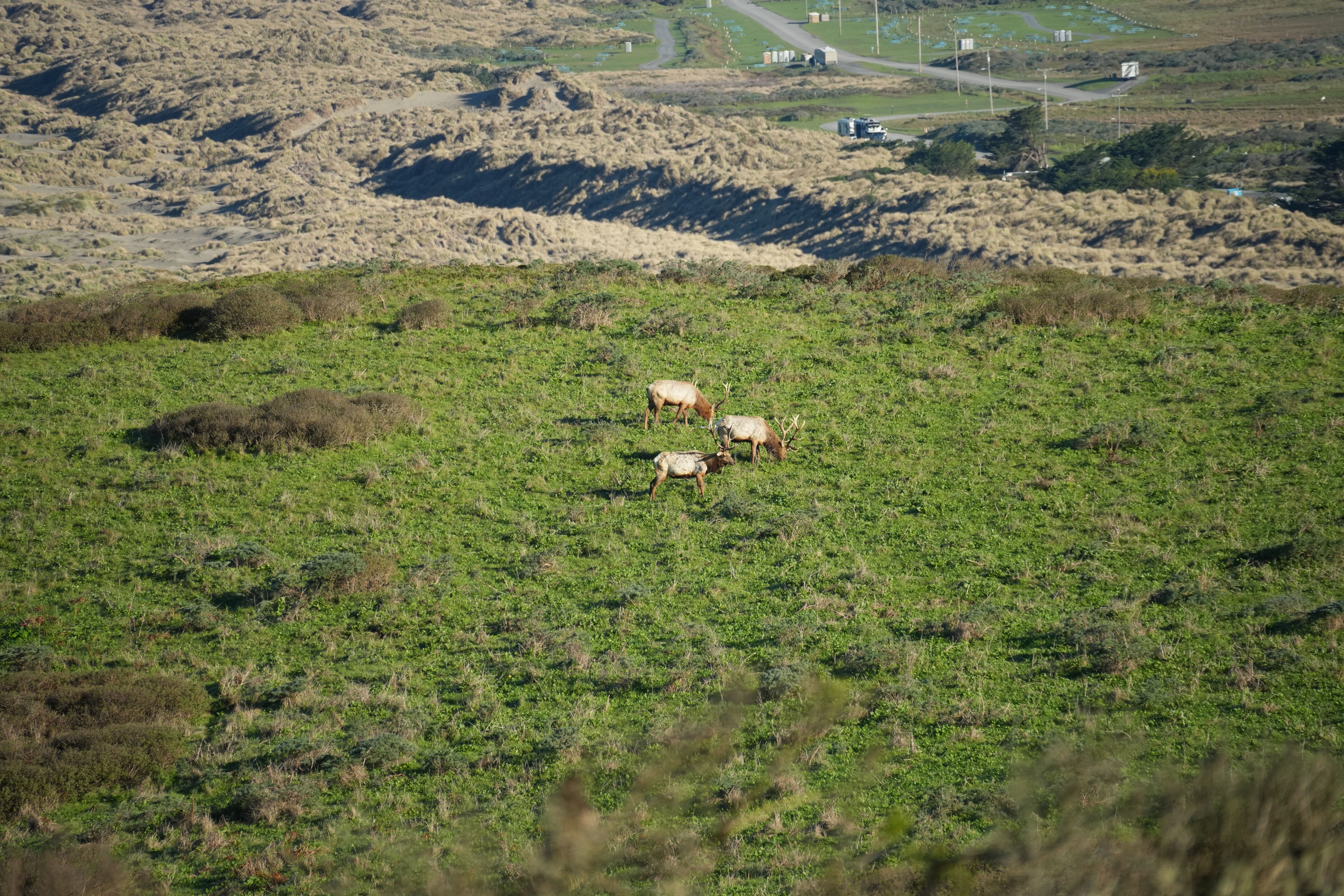 Point Reyes National Seashore - Tomales Point Trail