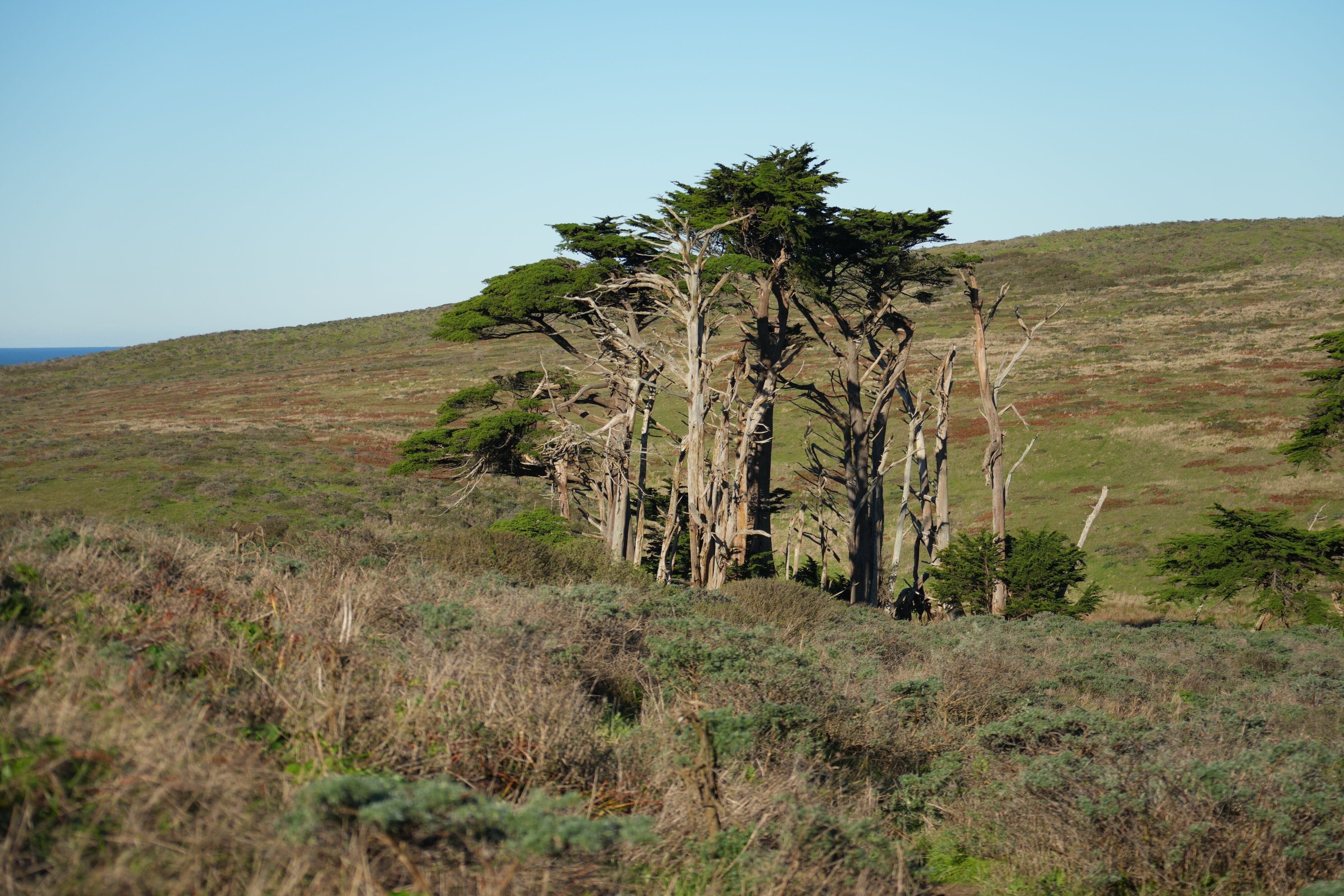 Point Reyes National Seashore - Tomales Point Trail