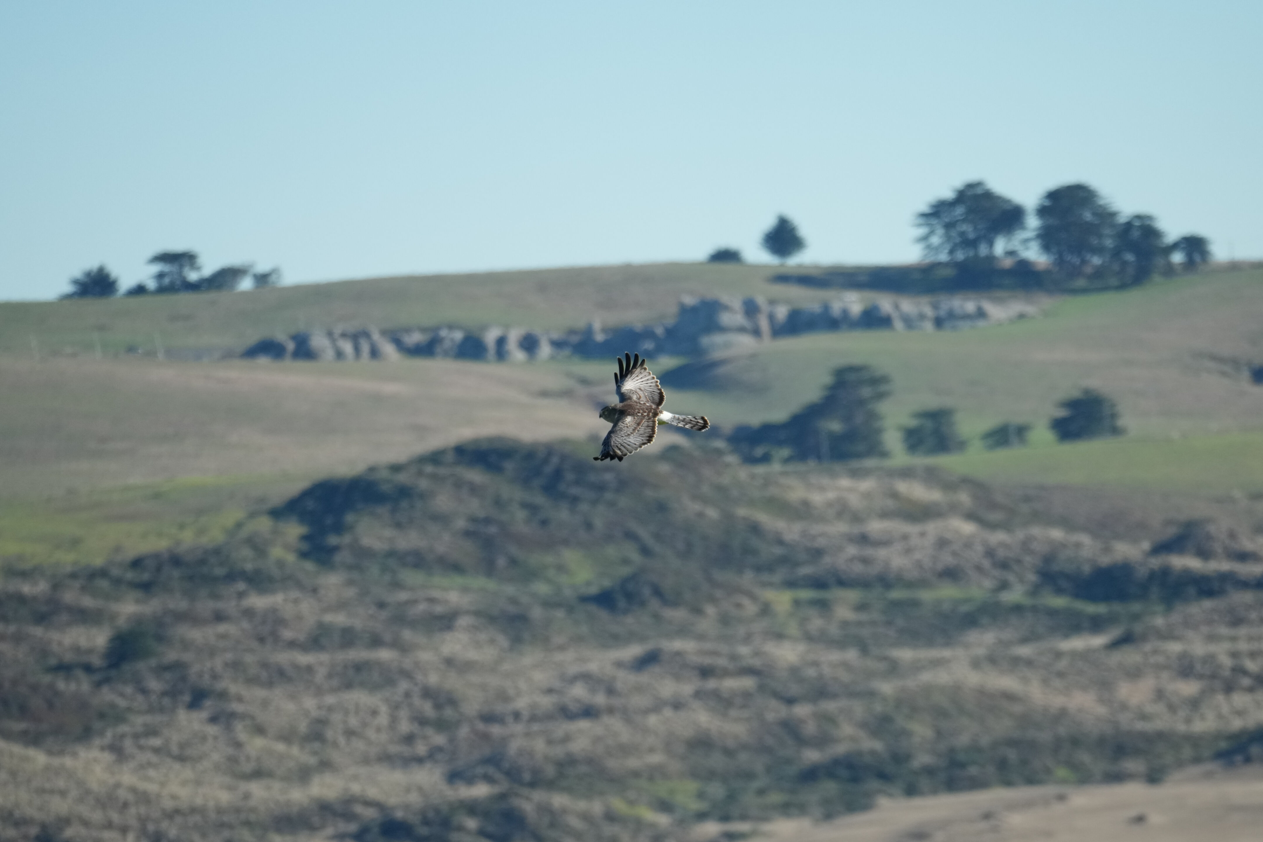 Point Reyes National Seashore - Tomales Point Trail