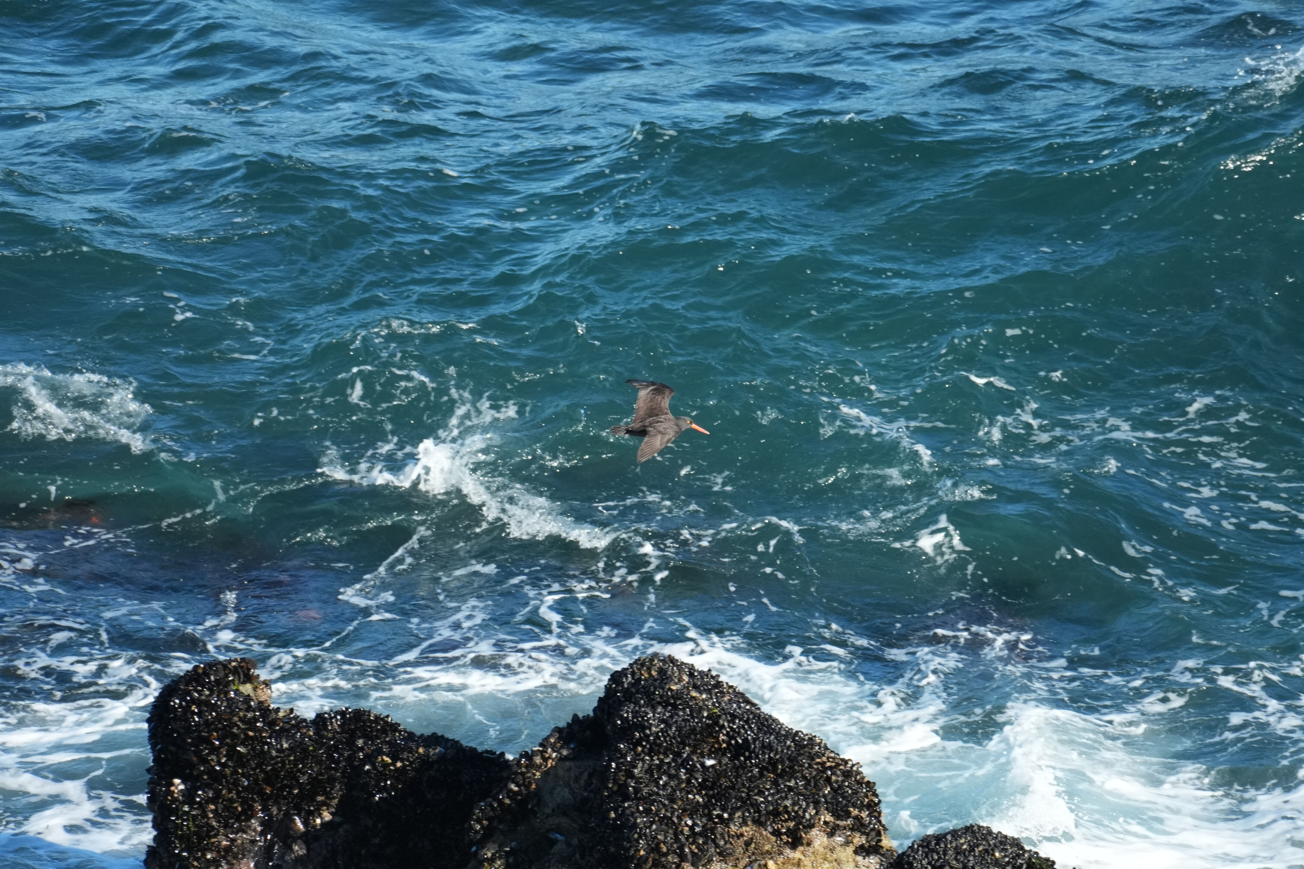 Point Reyes National Seashore - Tomales Point Trail