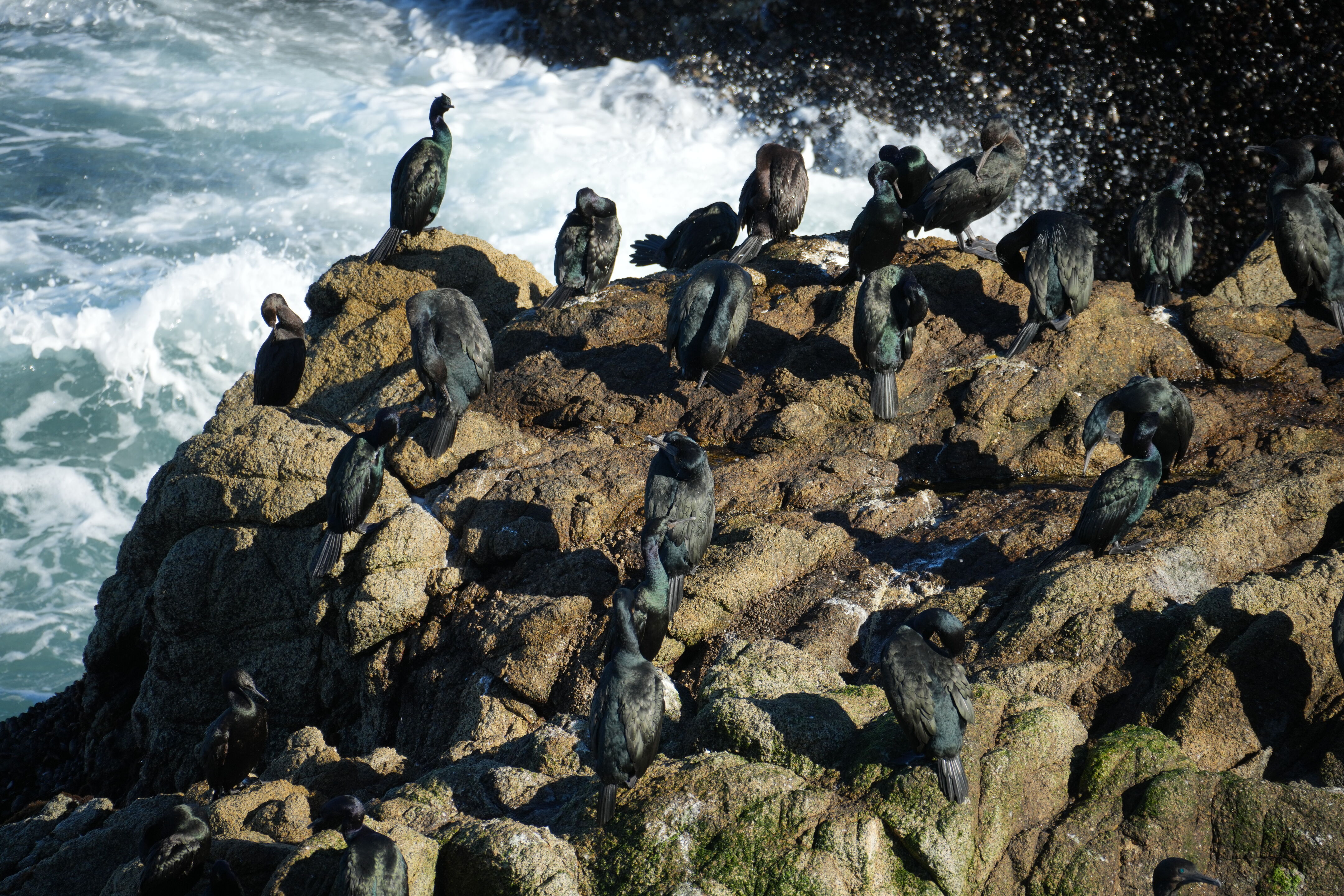 Point Reyes National Seashore - Tomales Point Trail