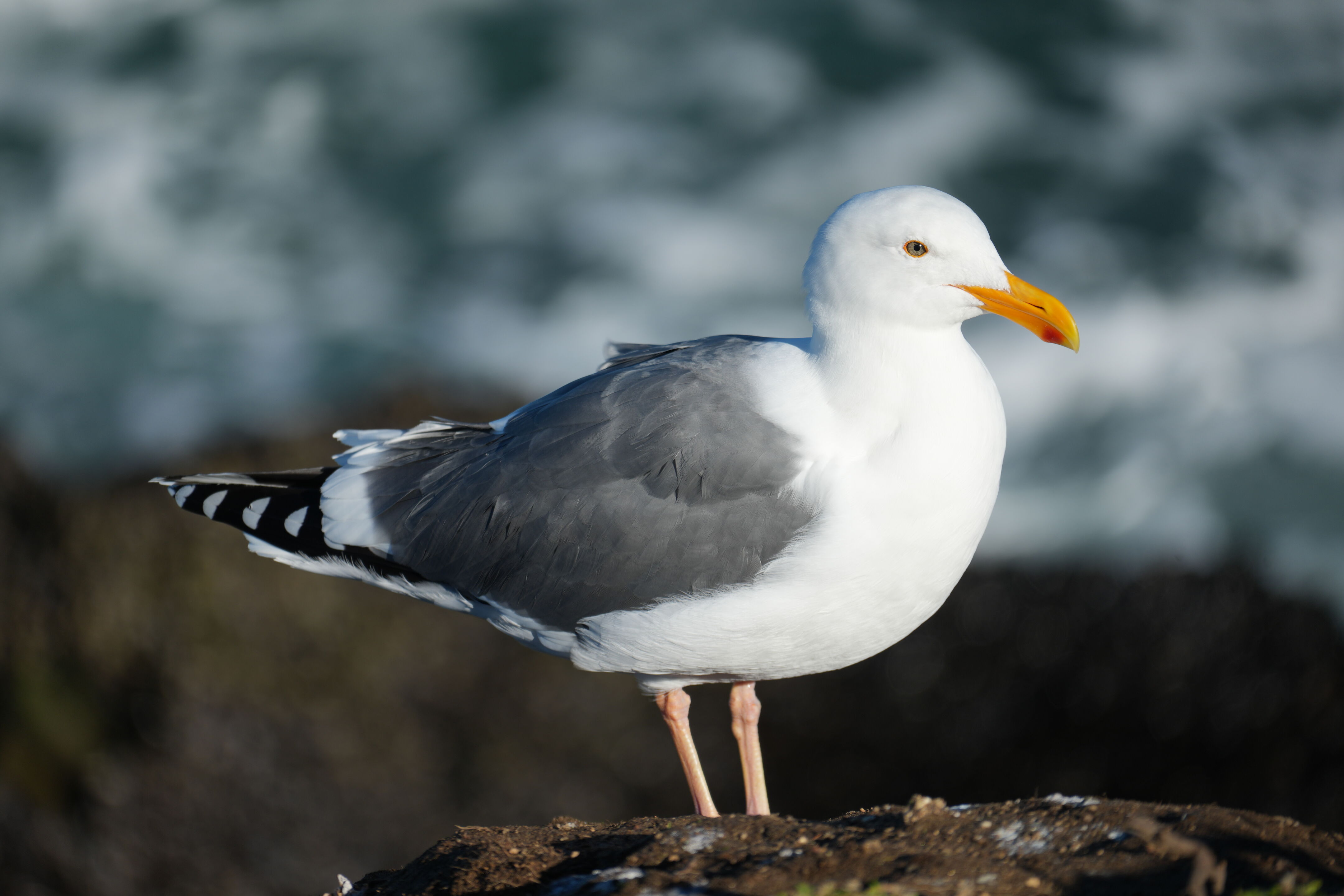 Point Reyes National Seashore - Tomales Point Trail