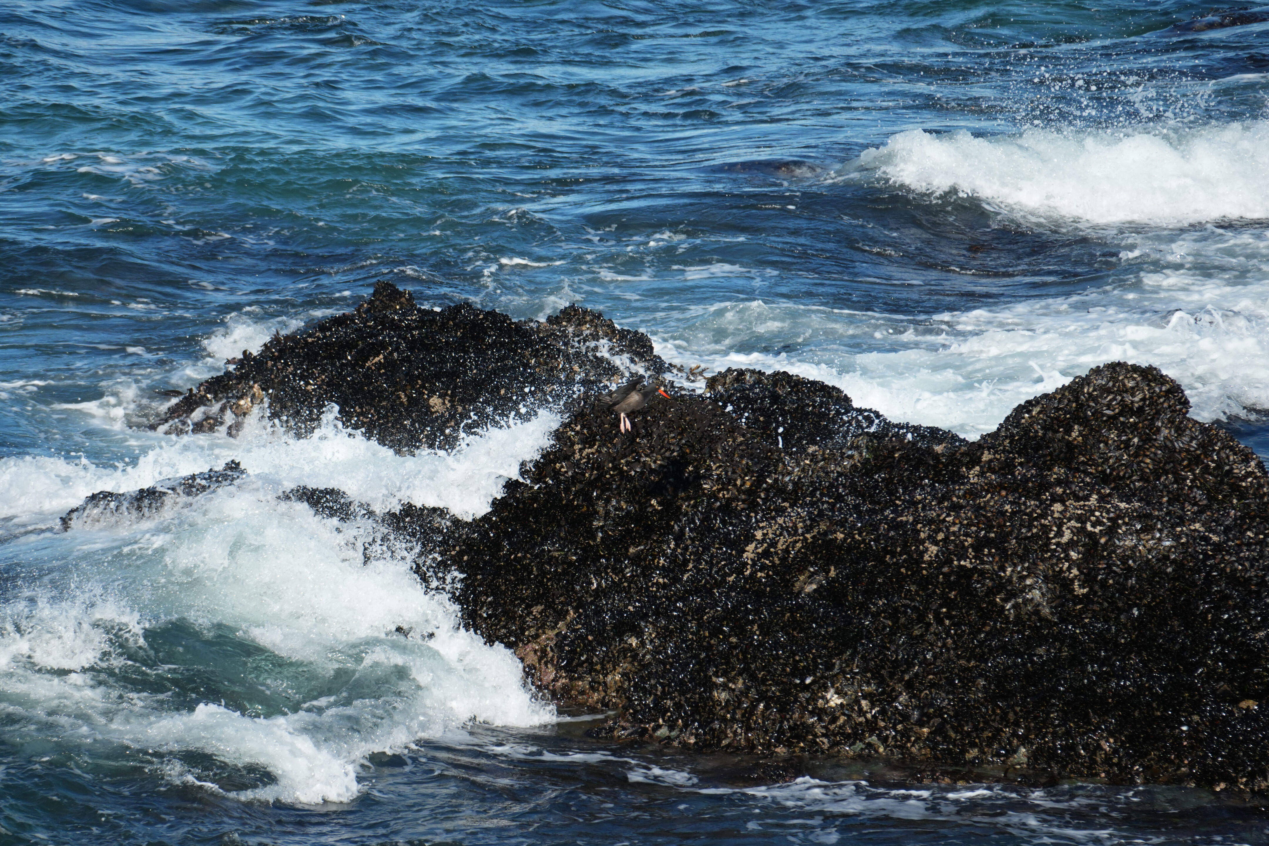Point Reyes National Seashore - Tomales Point Trail