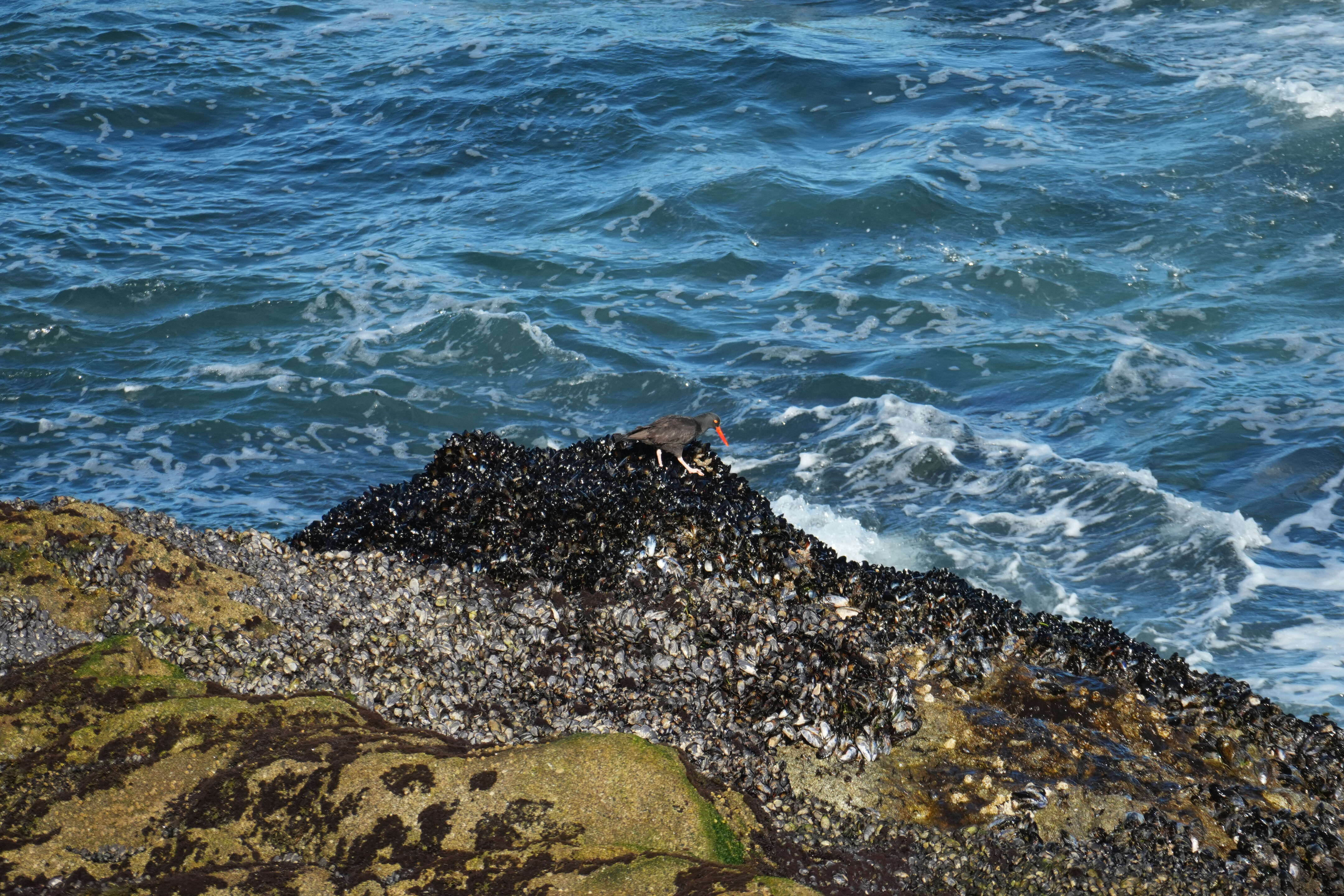 Point Reyes National Seashore - Tomales Point Trail
