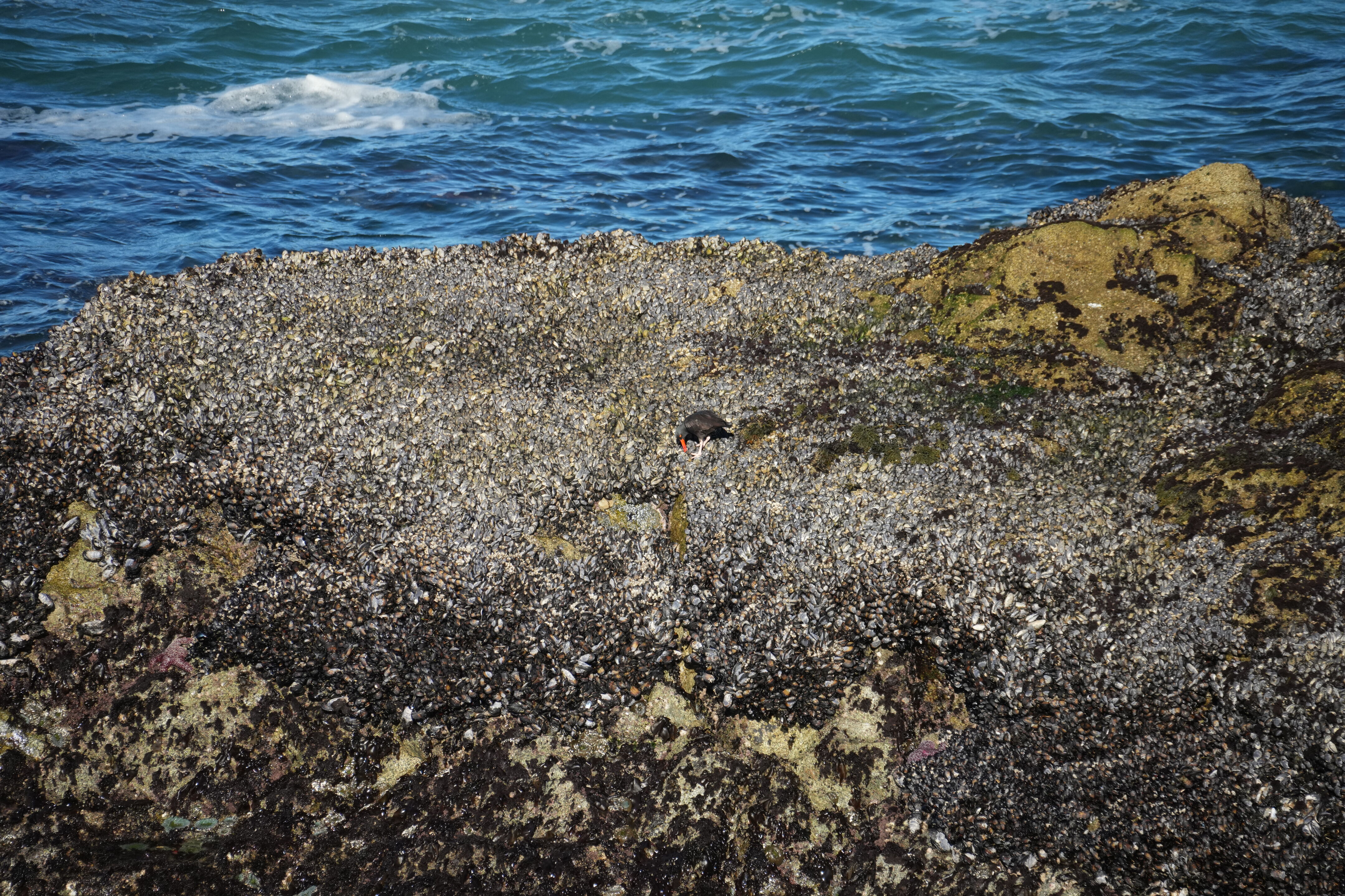 Point Reyes National Seashore - Tomales Point Trail