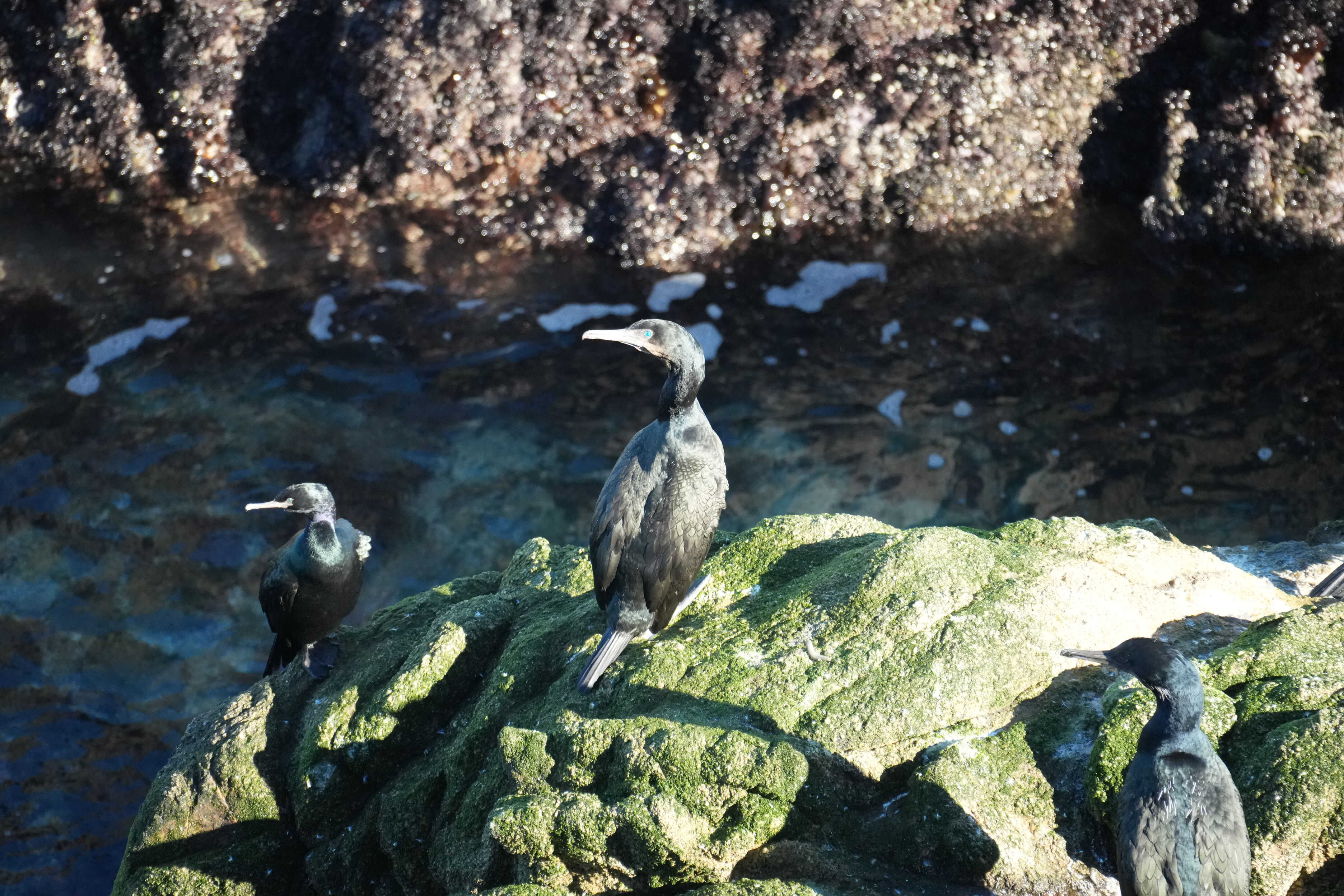 Point Reyes National Seashore - Tomales Point Trail