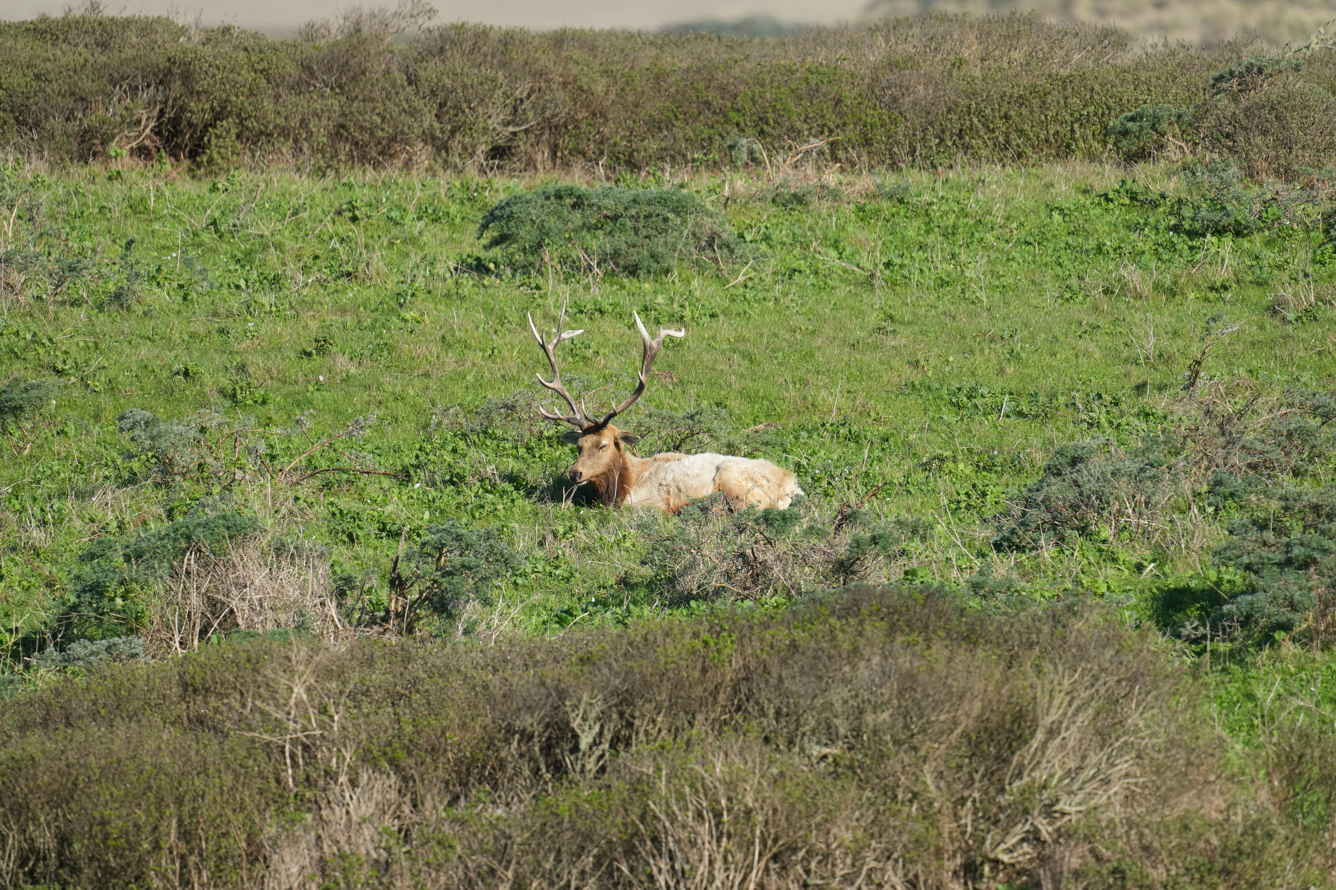 Point Reyes National Seashore - Tomales Point Trail