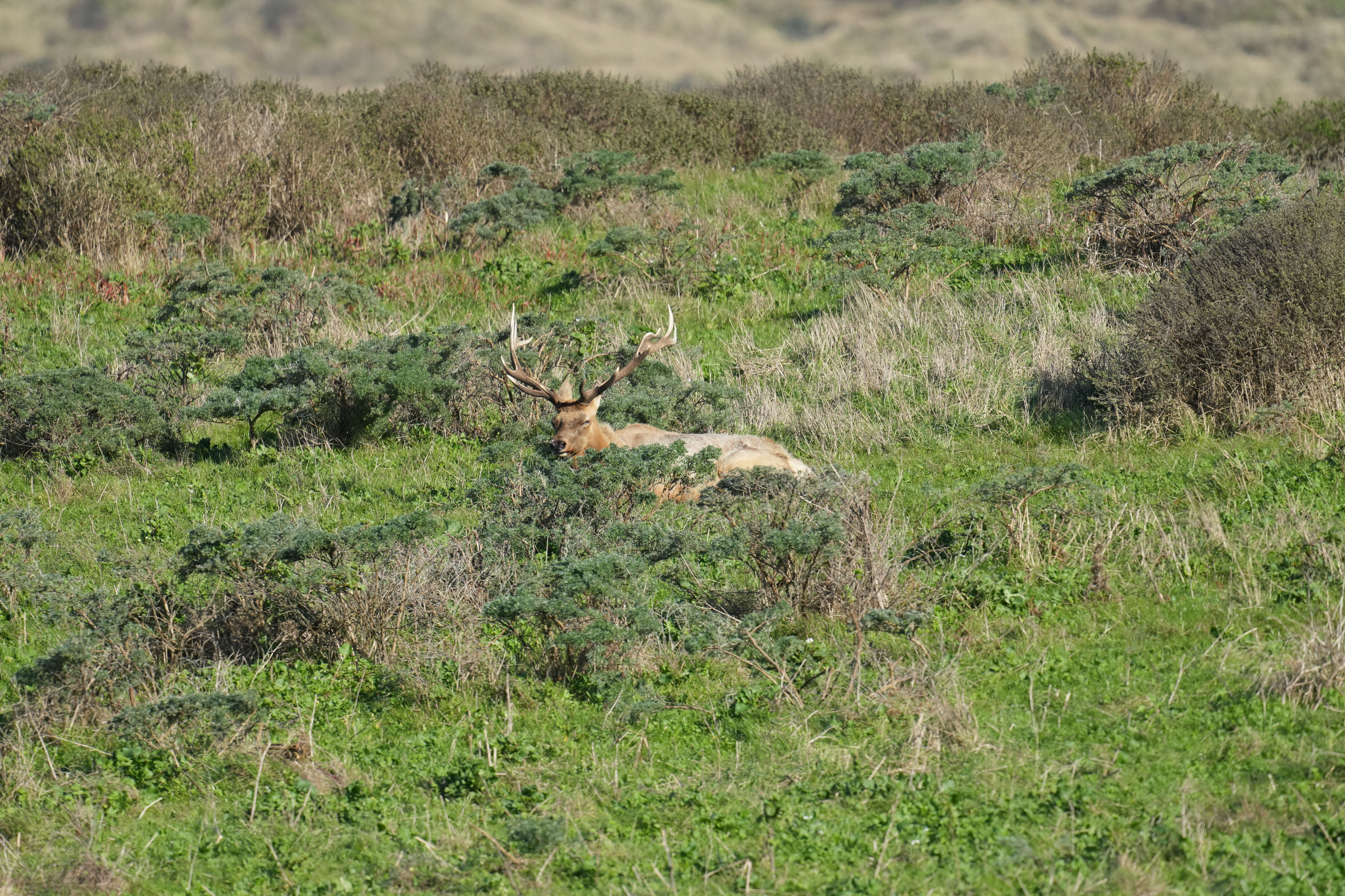 Point Reyes National Seashore - Tomales Point Trail