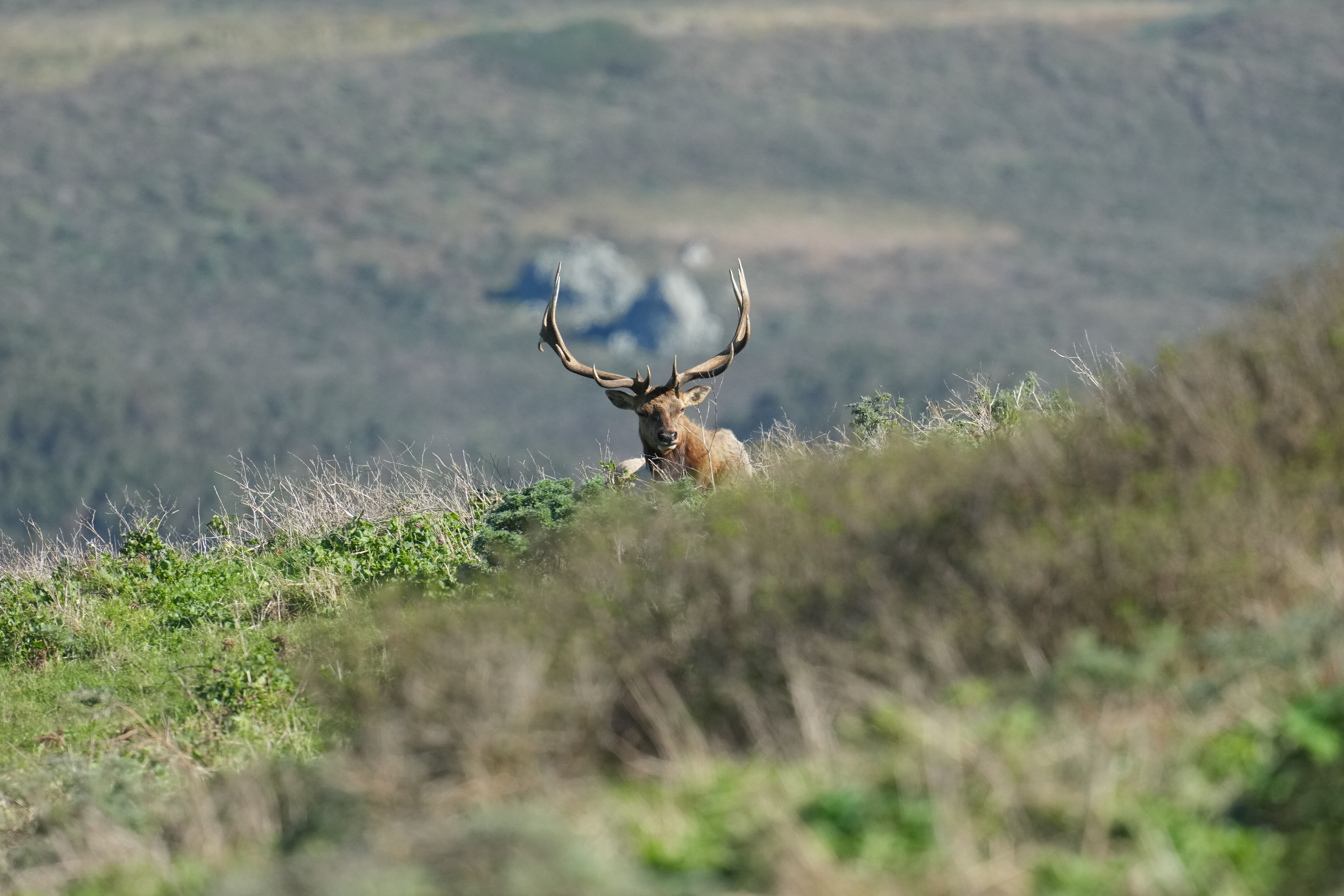 Point Reyes National Seashore - Tomales Point Trail