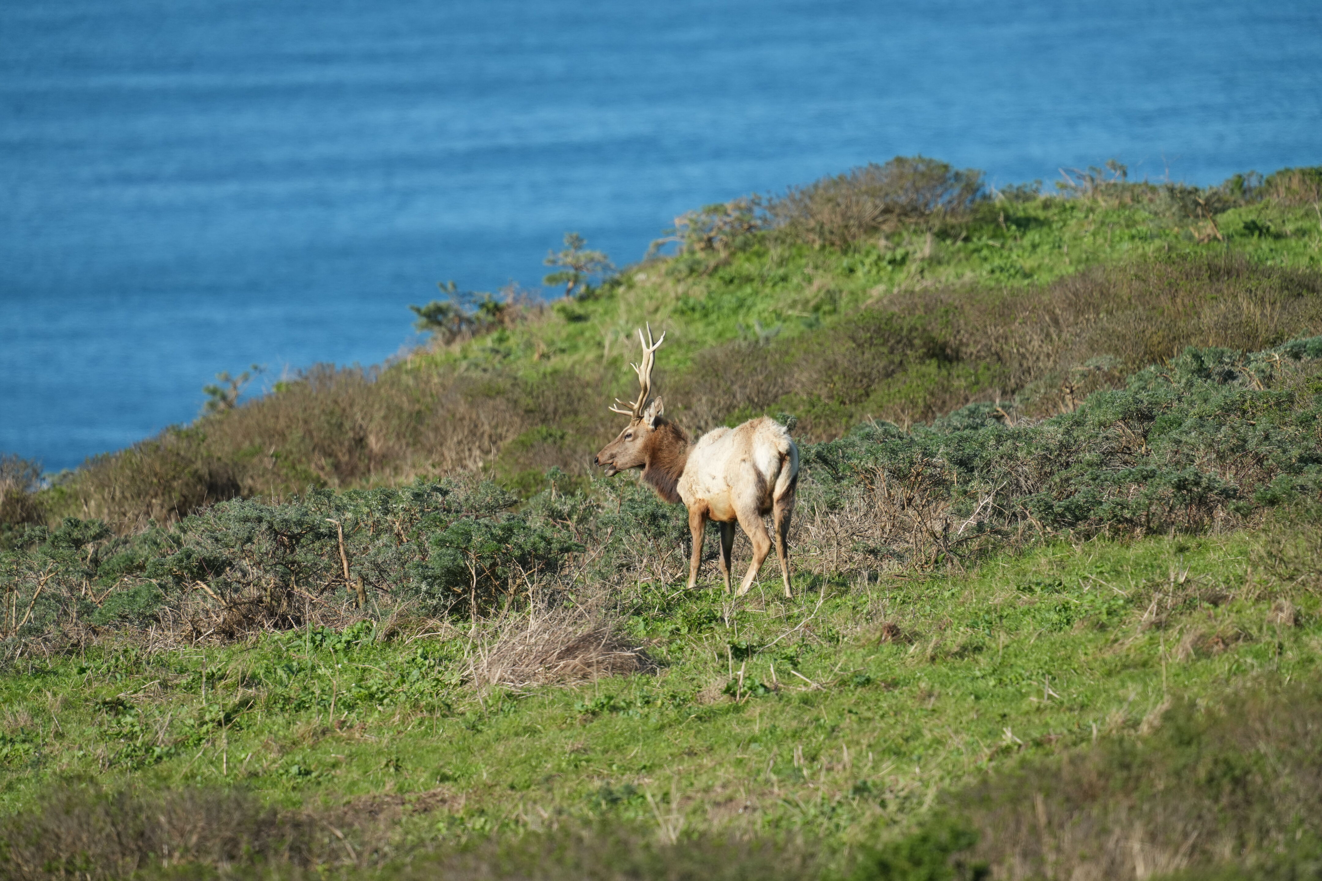 Point Reyes National Seashore - Tomales Point Trail